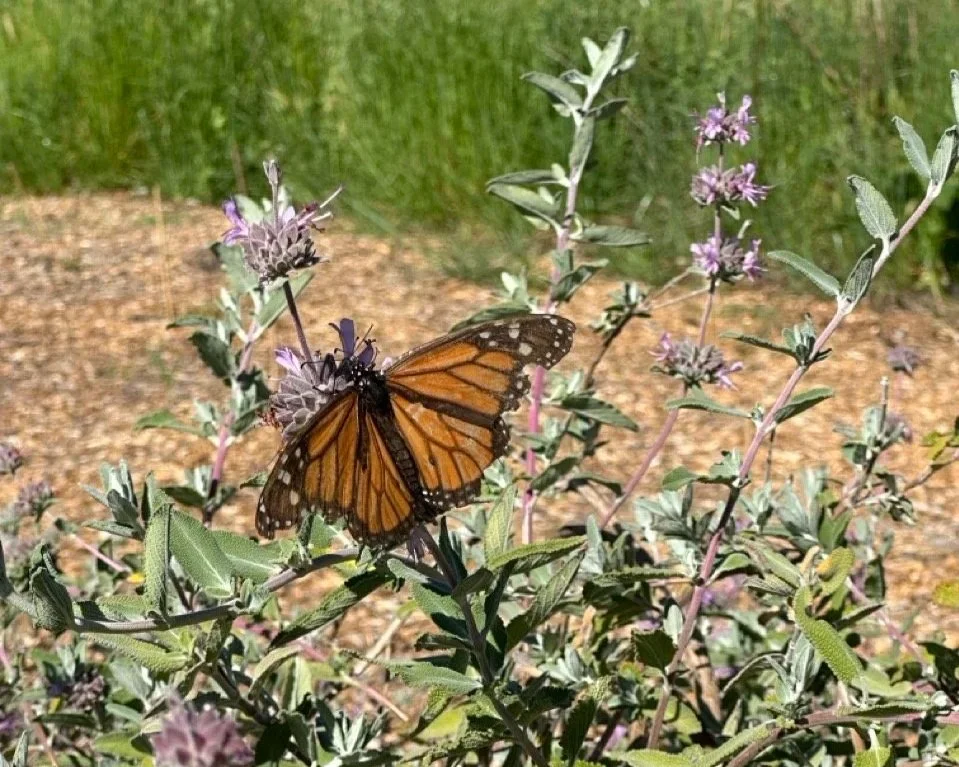 BioBlitz at Baylands Park in Sunnyvale