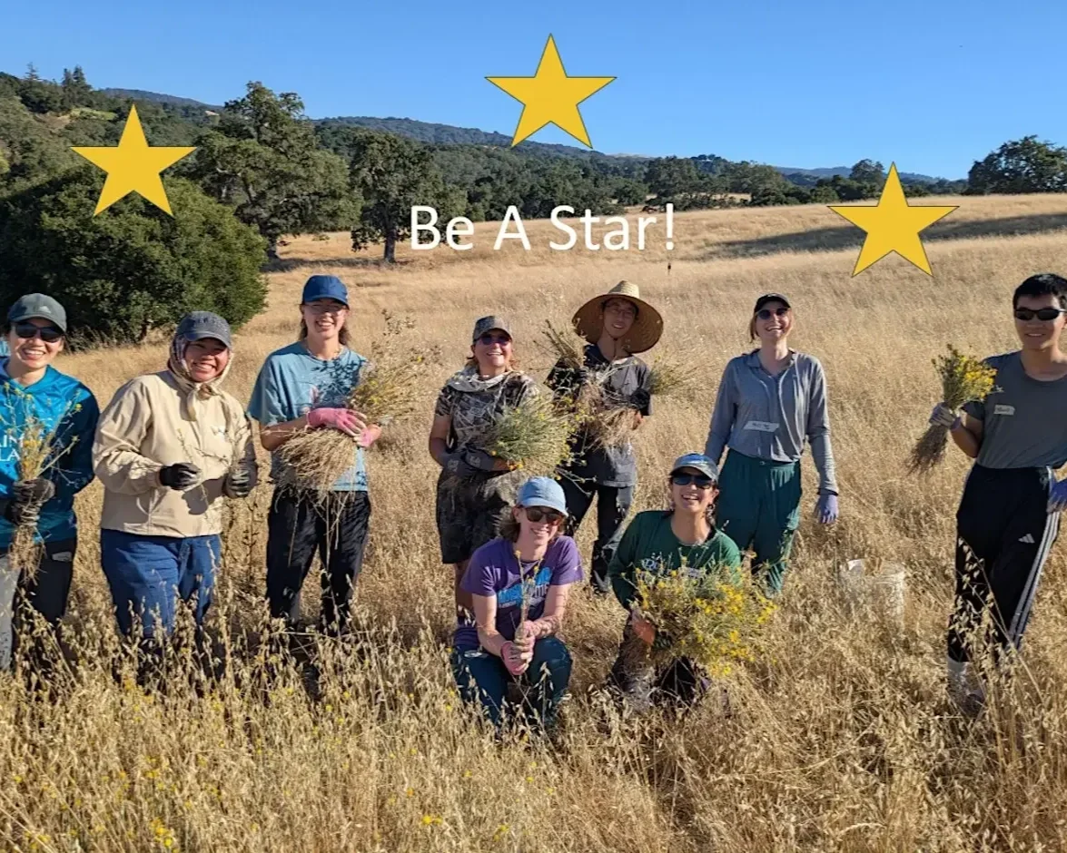 Be a Star: Yellow Starthistle Weeding Party at Pearson-Arastradero Preserve