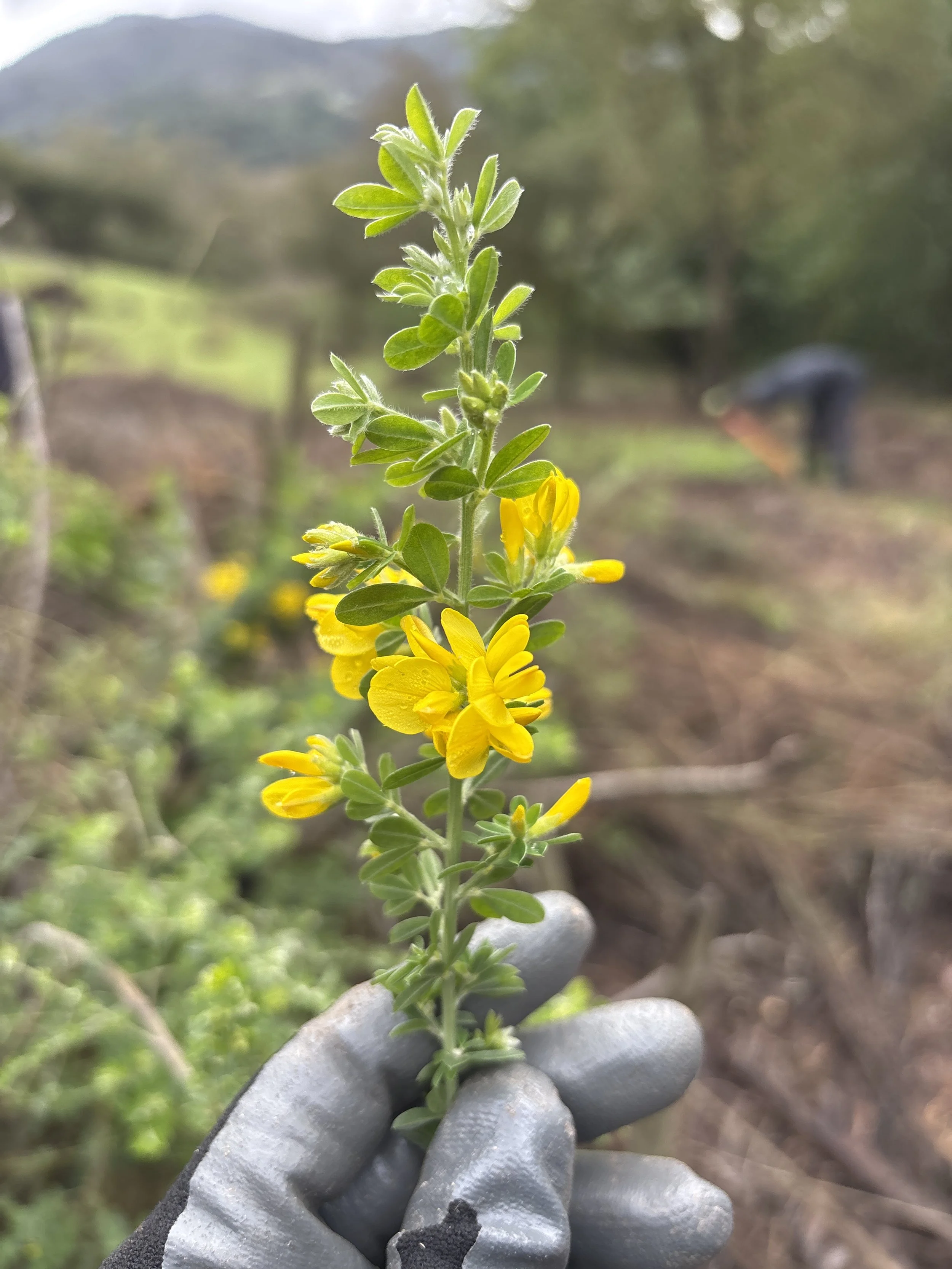 Invasive Plant of the Month: French Broom