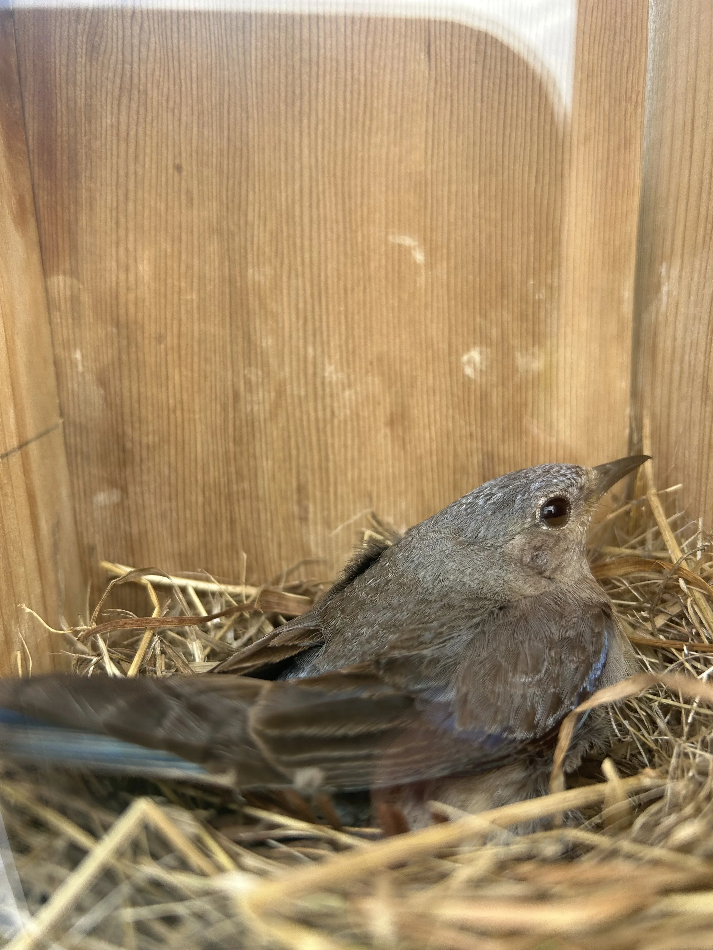 Inside our Bird Boxes at Byrne