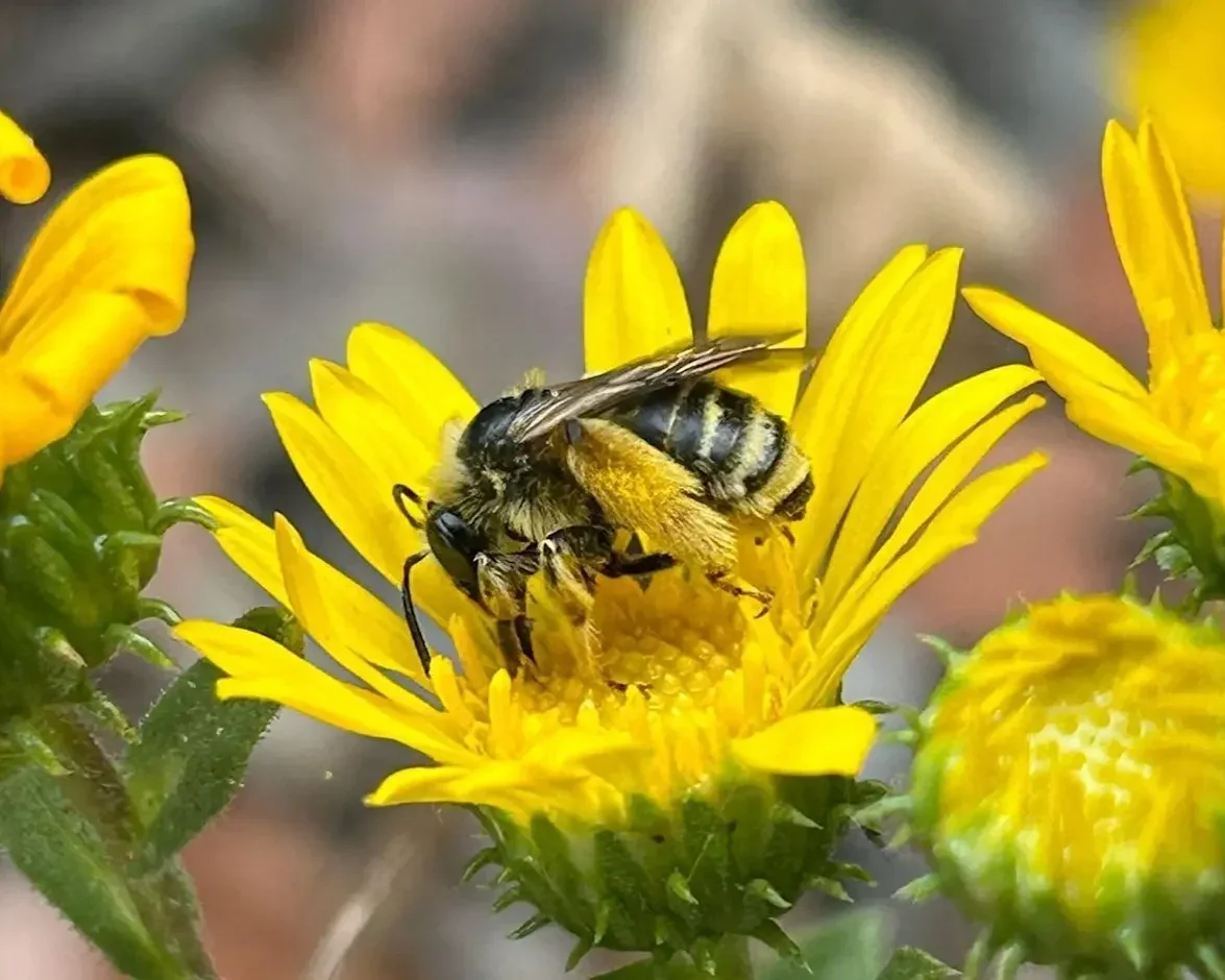 Busy Bees at Bol Park: Gather Data for CNPS' New BUG Project!