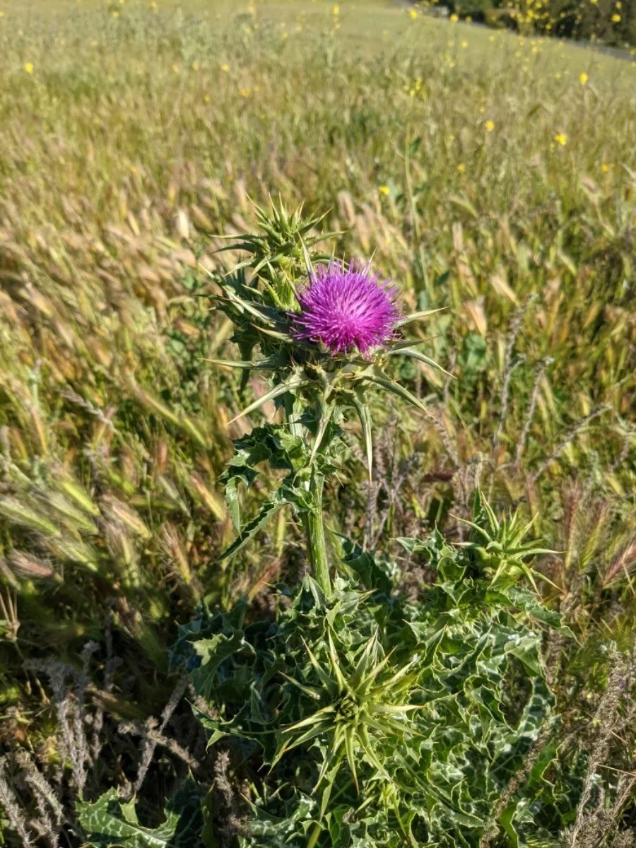 Invasive Plant of the Month: Milk Thistle
