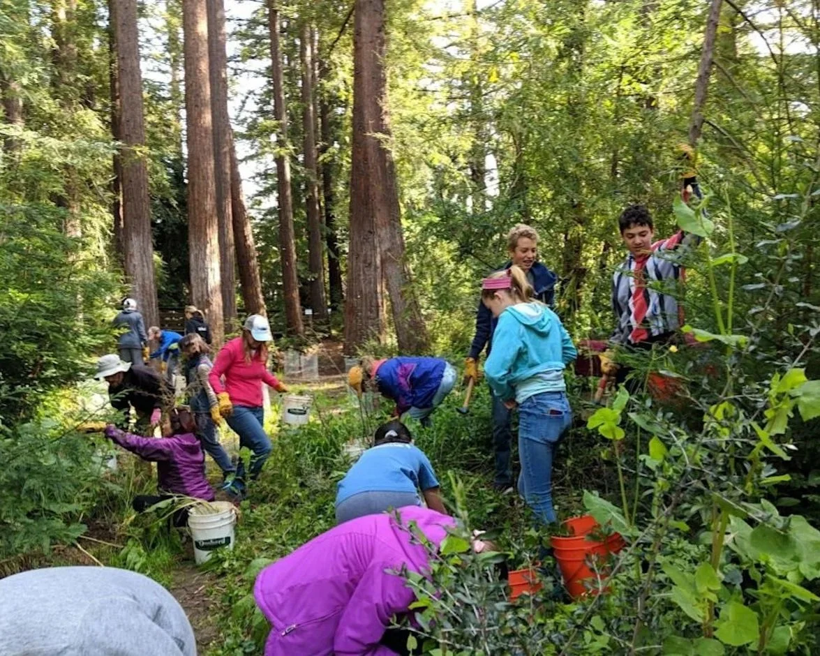 Volunteer Outdoors at Redwood Grove in Los Altos