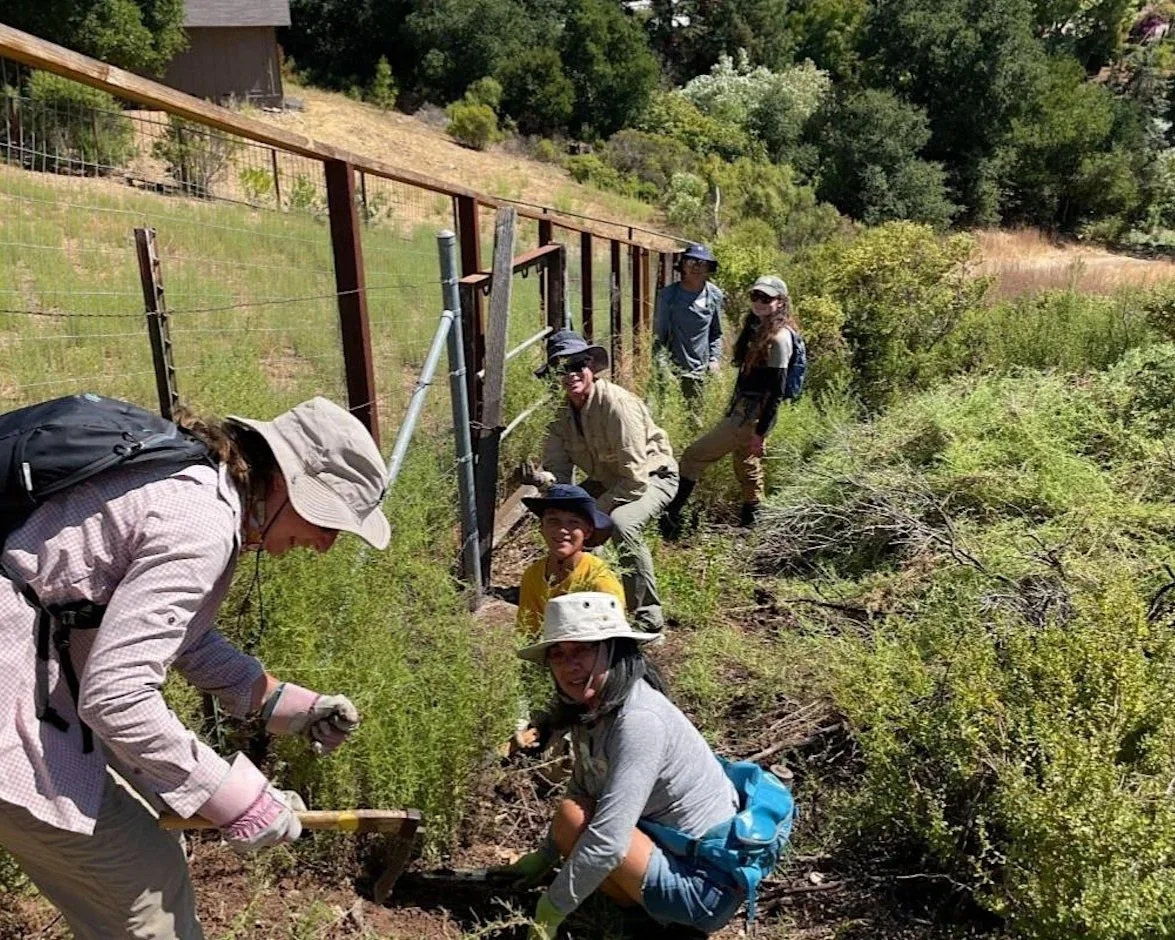 Stinkwort Weeding Party at Byrne Preserve in Los Altos Hills