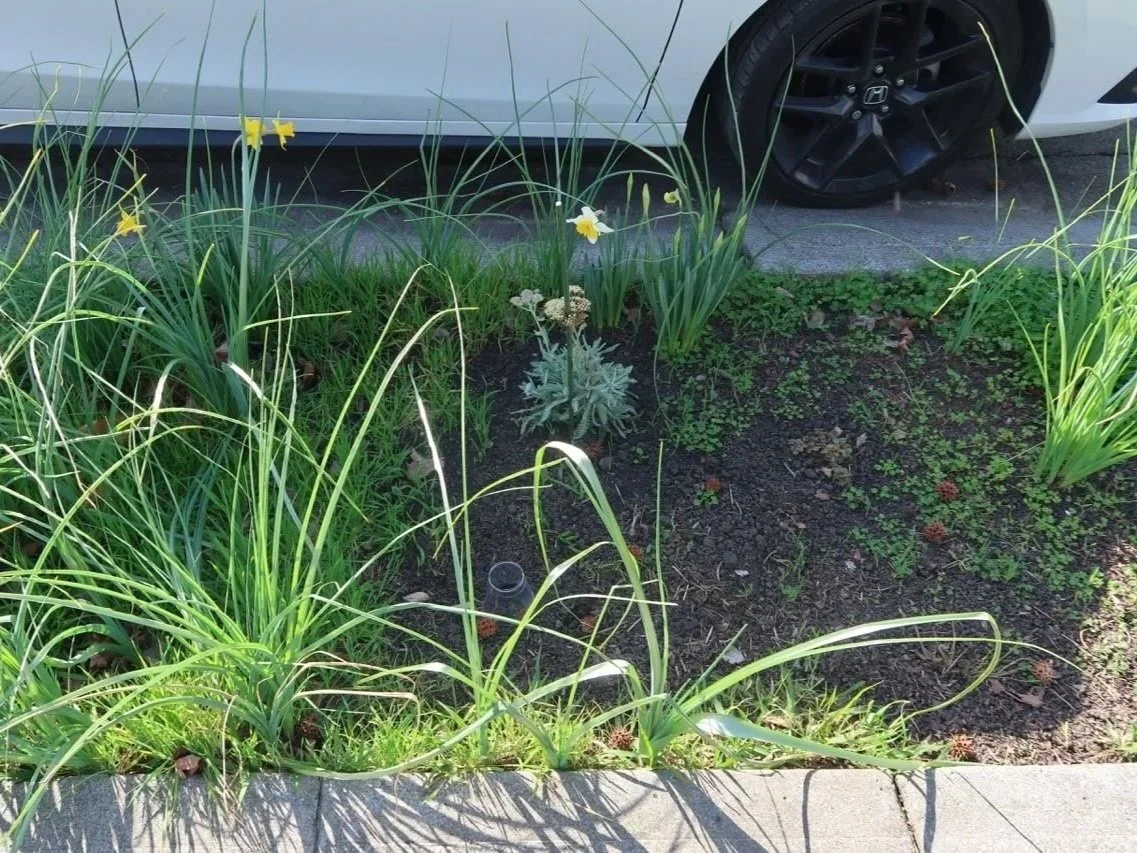 A Native Garden Timeline