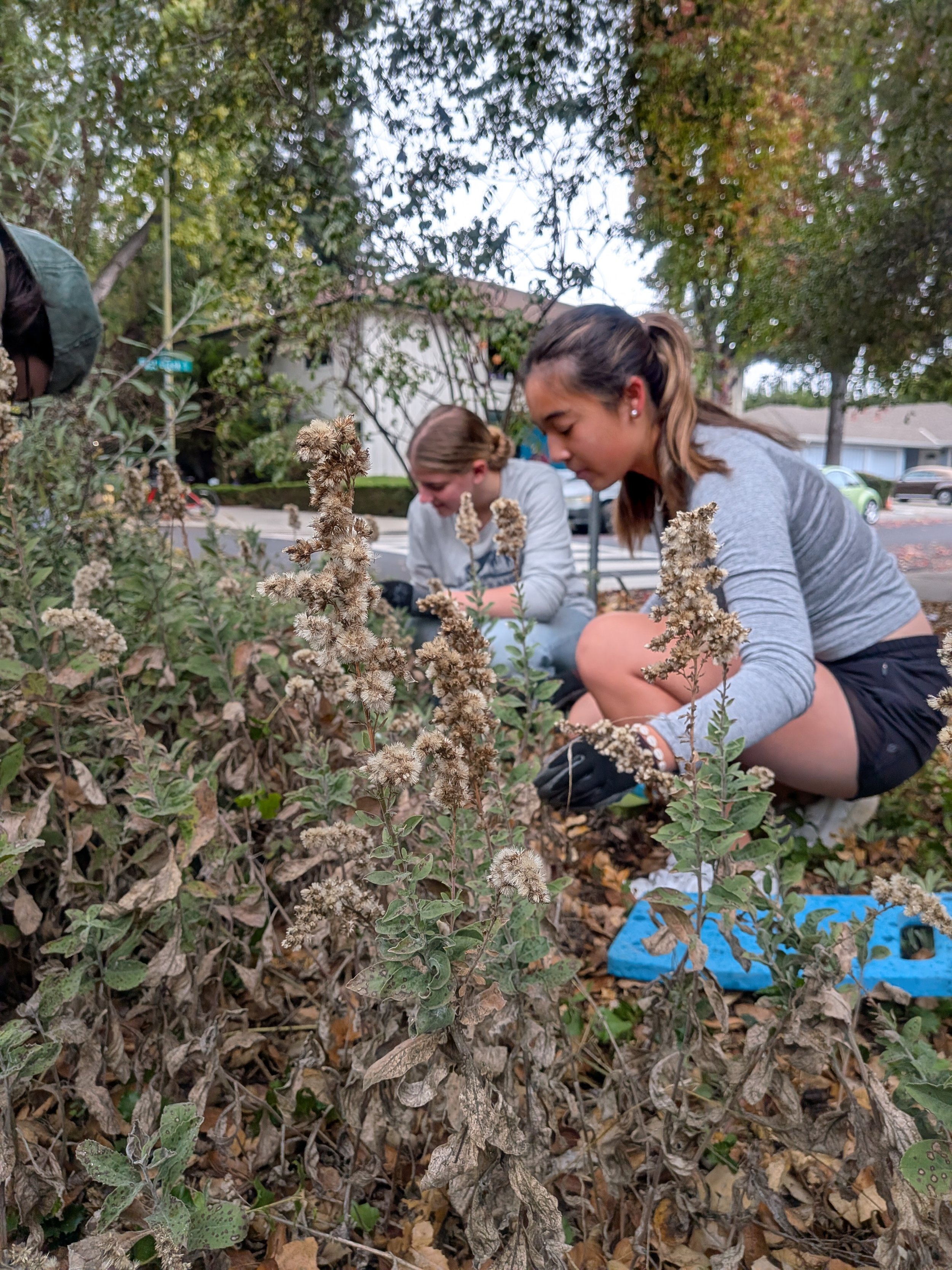 Volunteer Outdoors in Menlo Park: Gardening for Pollinators at Alma Garden
