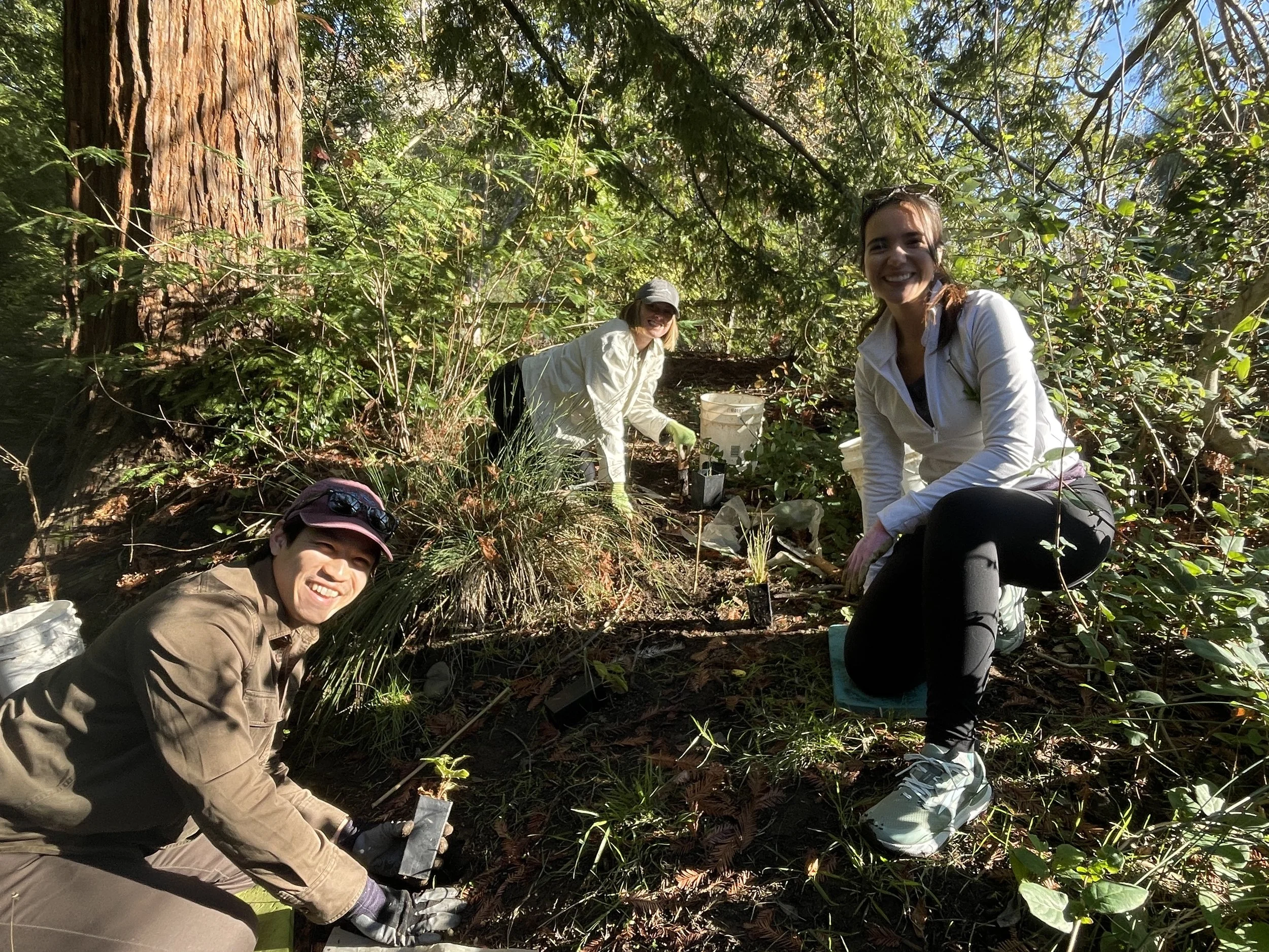 Volunteer Outdoors at Redwood Grove in Los Altos