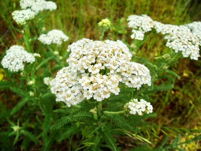 Native Plant of the Month: Common Yarrow — Grassroots Ecology