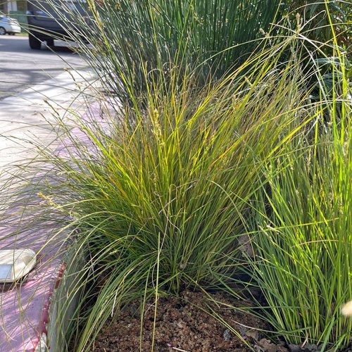 Native Plant of the Month: Sedges — Grassroots Ecology