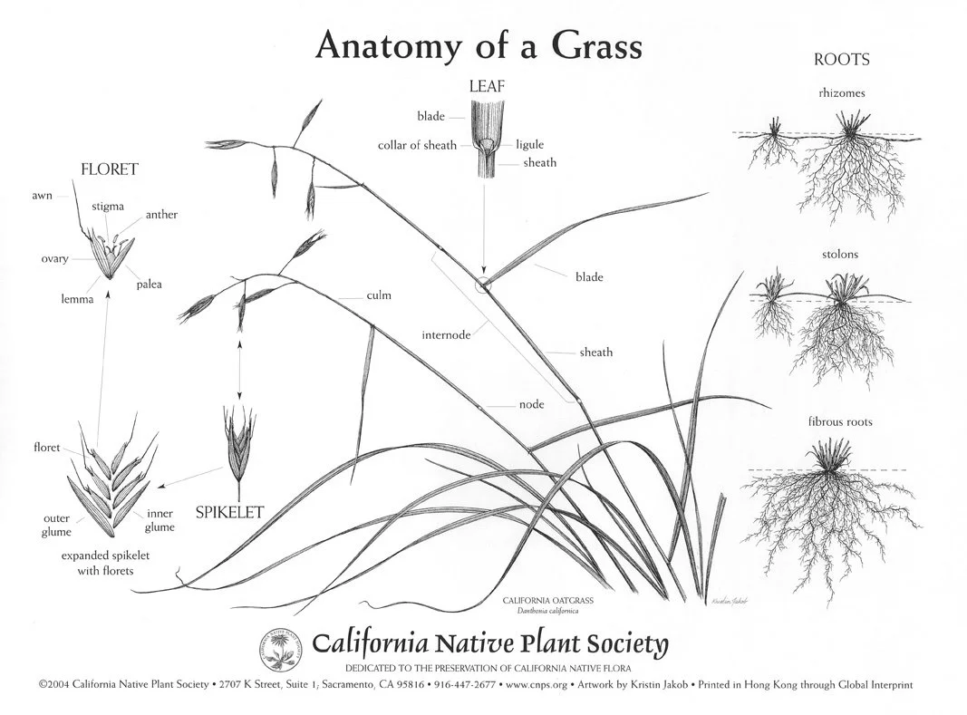 California Native Plant California Fescue — Grassroots Ecology