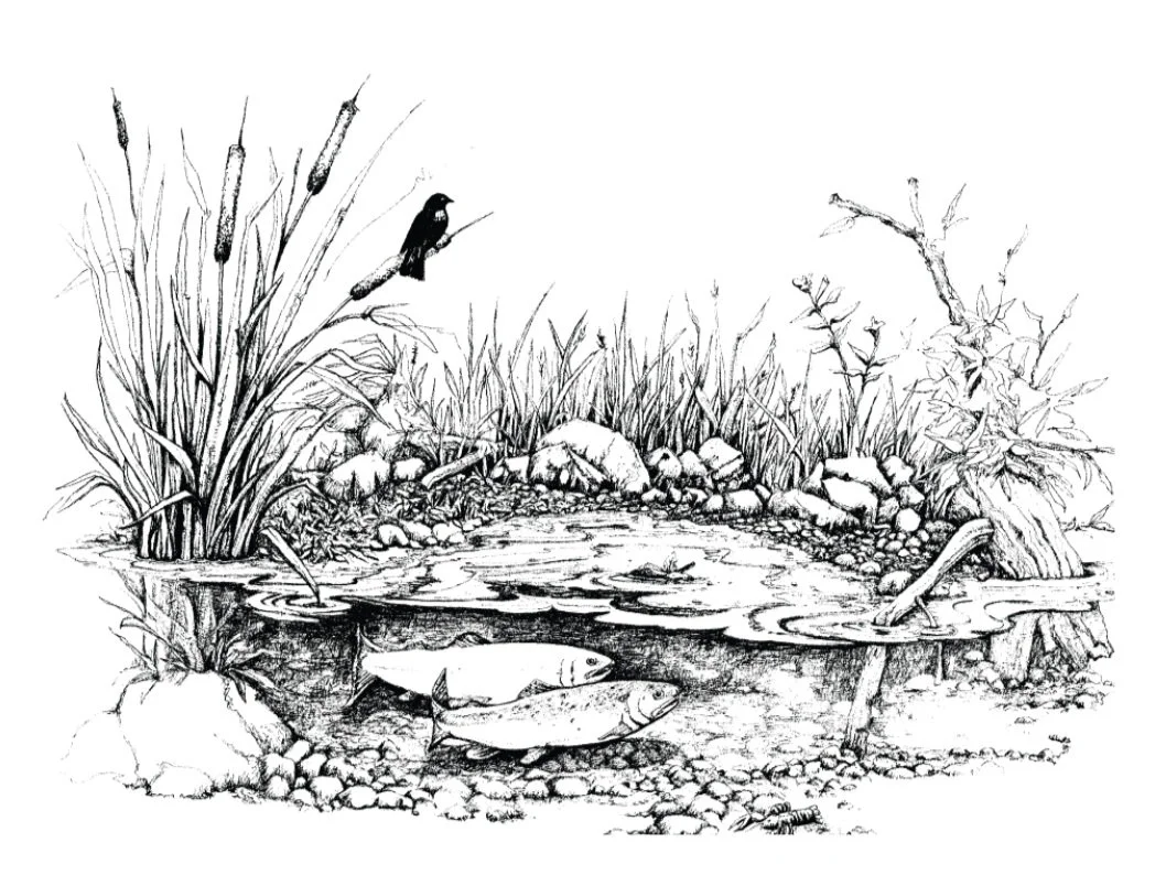 Pond Clipart Black And White