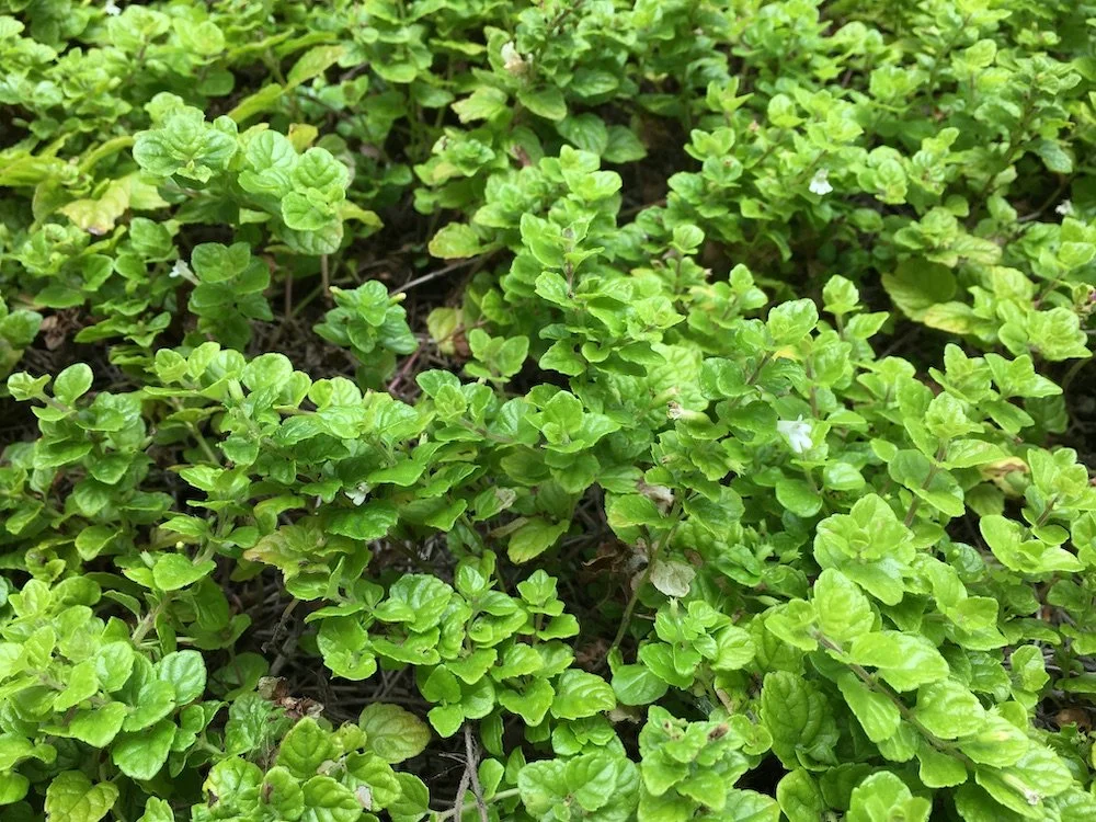 California Native Plant Yerba Buena — Grassroots Ecology