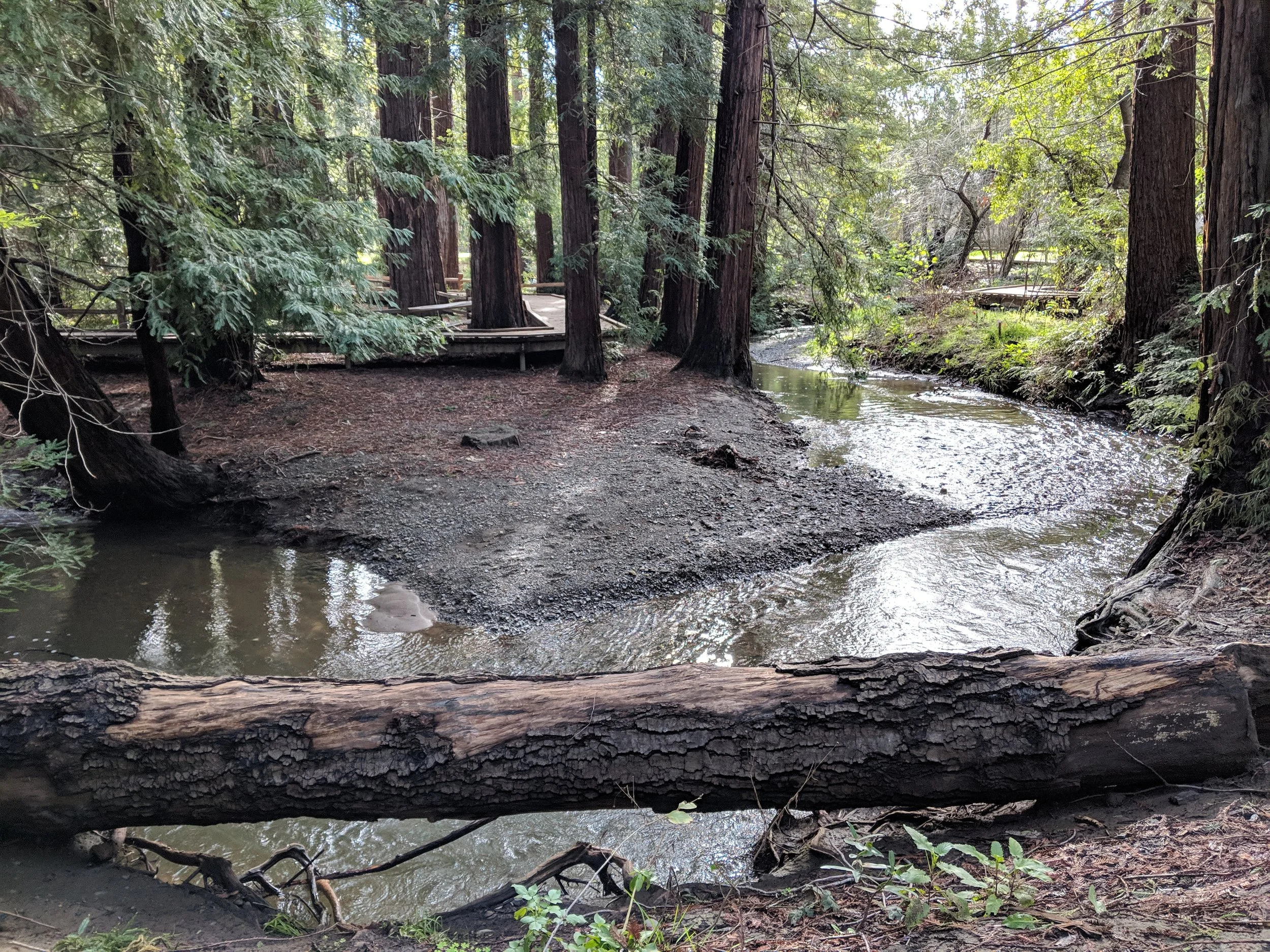 Grassroots Ecology Restoration Sites Now and Then:&nbsp;Redwood Grove