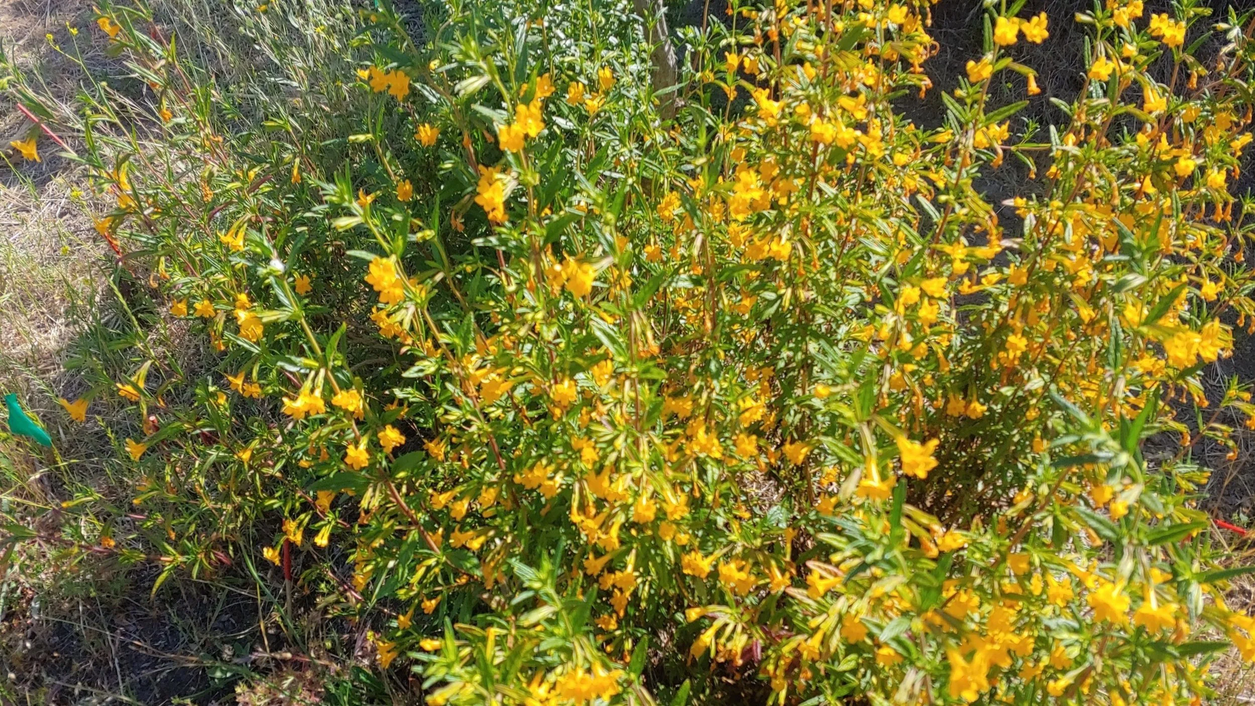 Monkey Razor Bush Monkey Flower Yellow