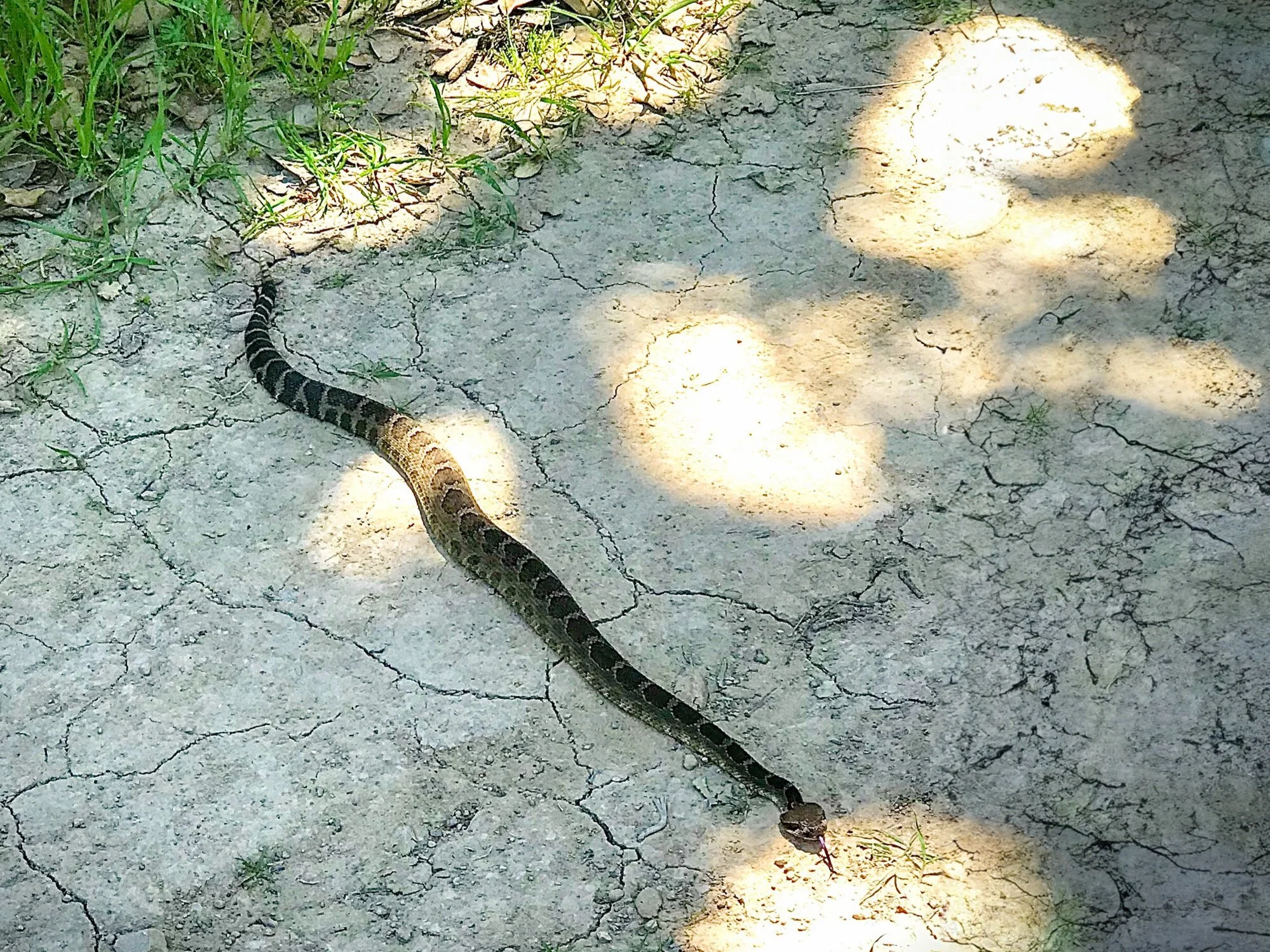 How to Stay Rattlesnake Smart this Summer — Grassroots Ecology
