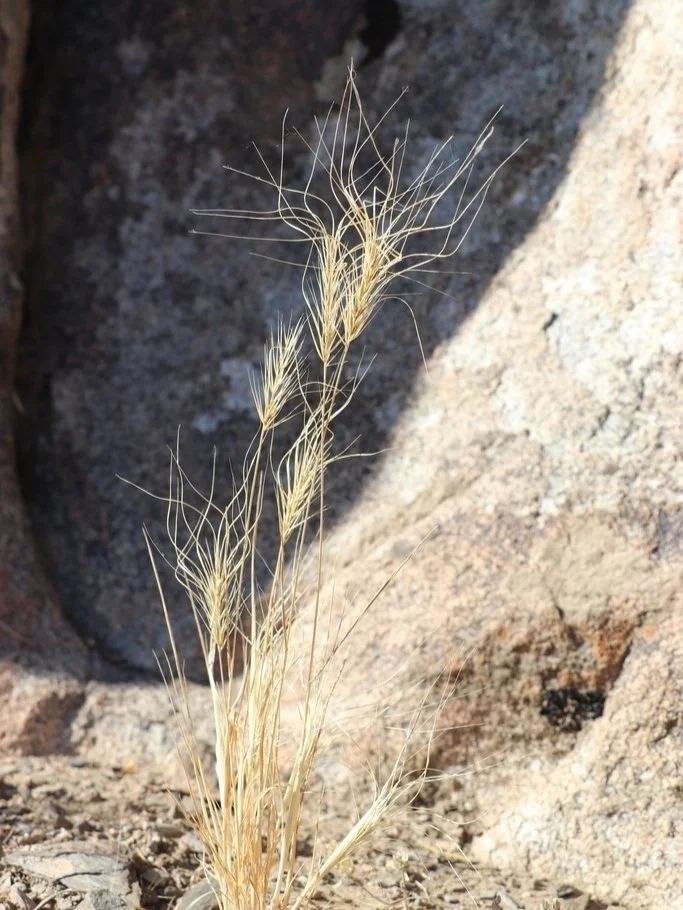 Medusahead May(hem)! — Grassroots Ecology