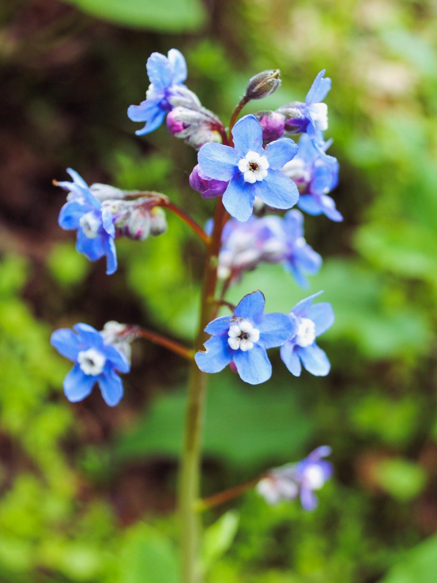 Where to Find California Wildflowers in the Bay Area — Grassroots Ecology