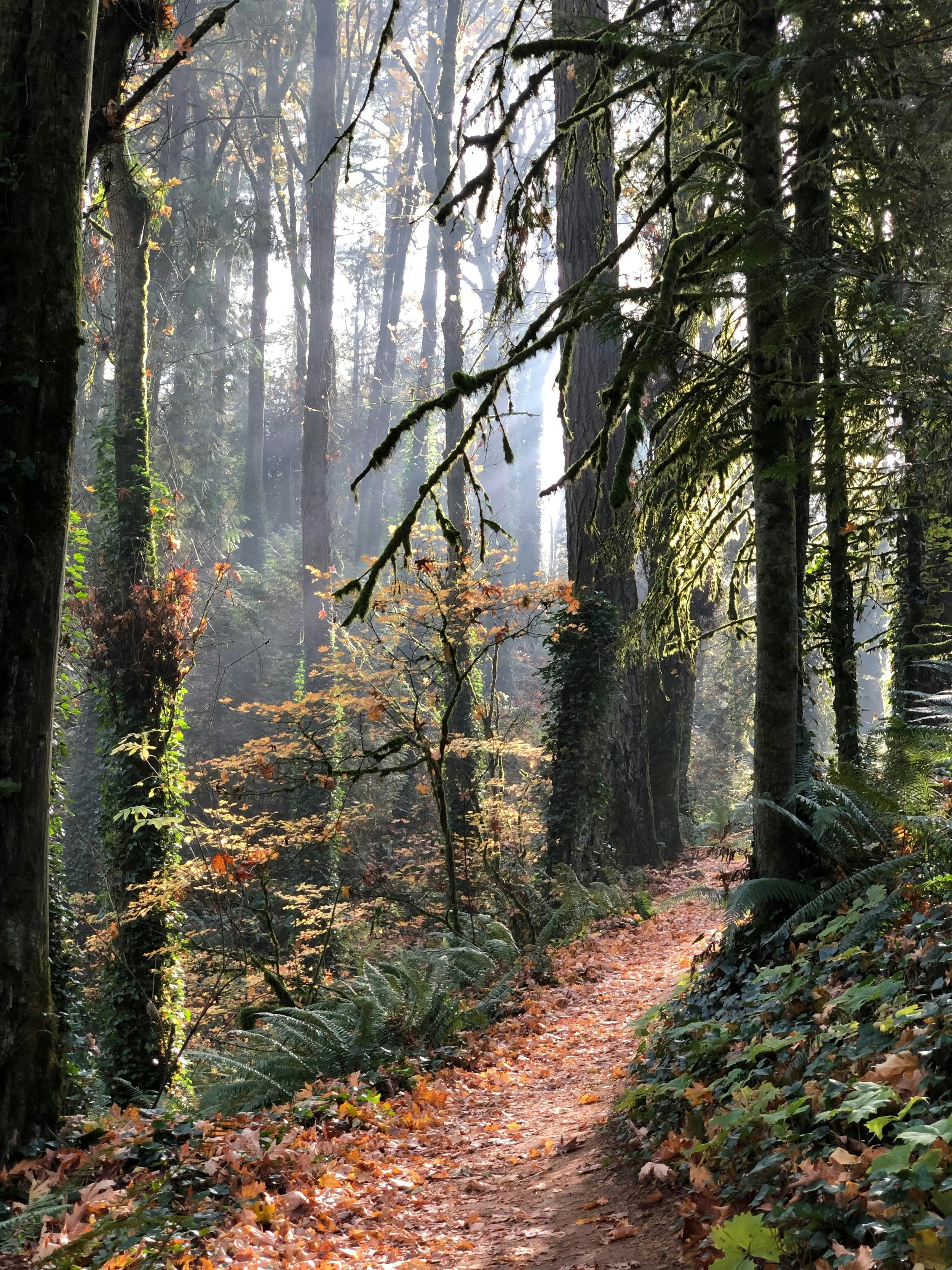 Forest Park