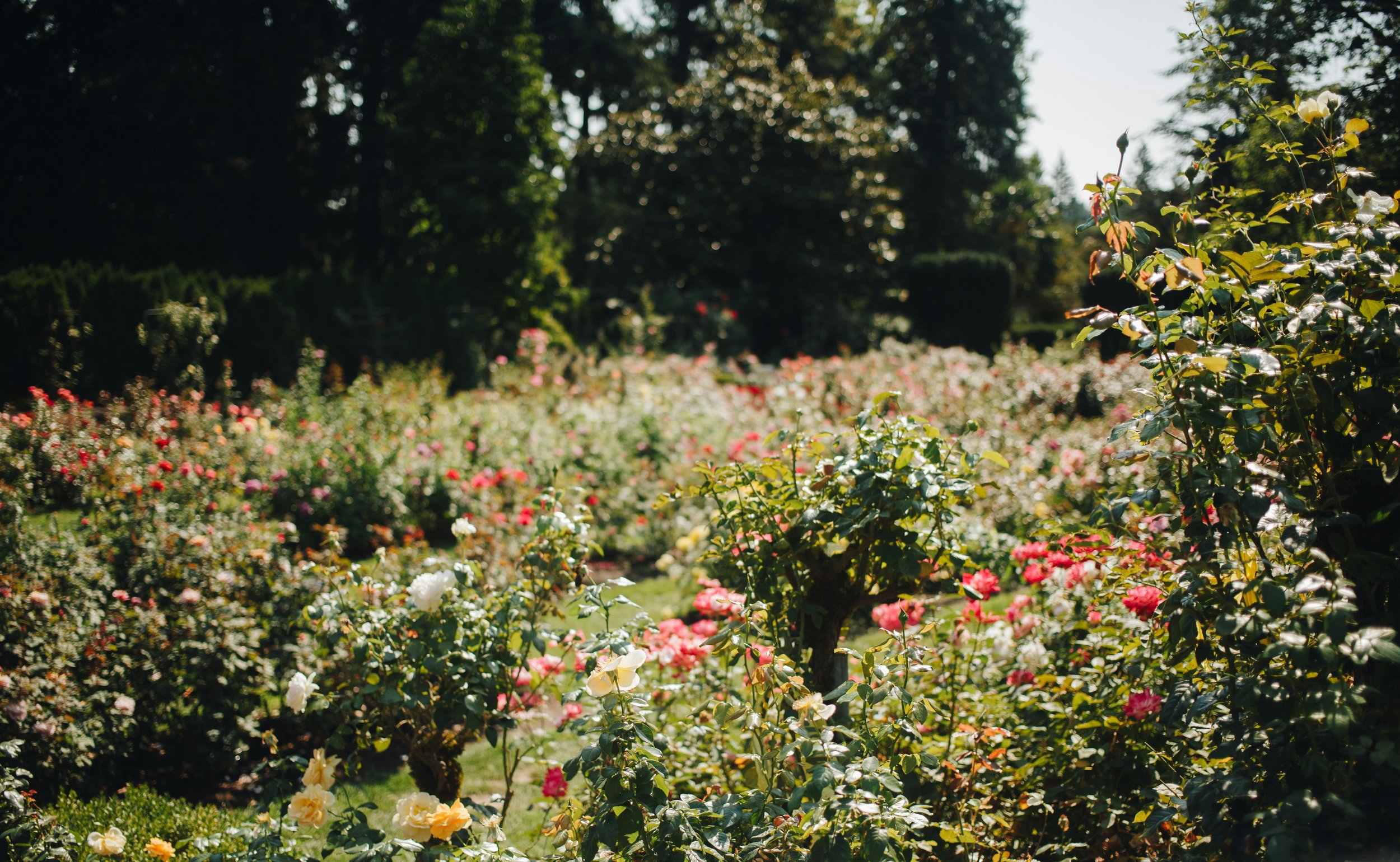 Rose Garden