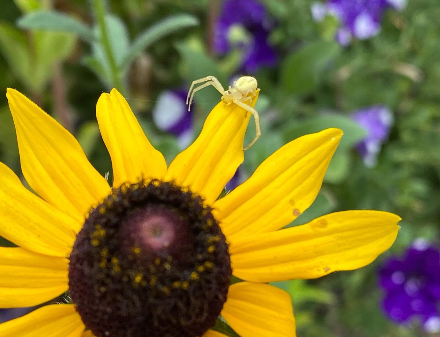 Crab spider just checking in to see if anyone needs a hug, especially if you happen to be a tasty pollinator. 
⁣
#crabspider #spider #rudbeckia #blackeyedsusan #pollinatorgarden #pollinators #pollinator #predator #insect #landscape #summer #yellow #c