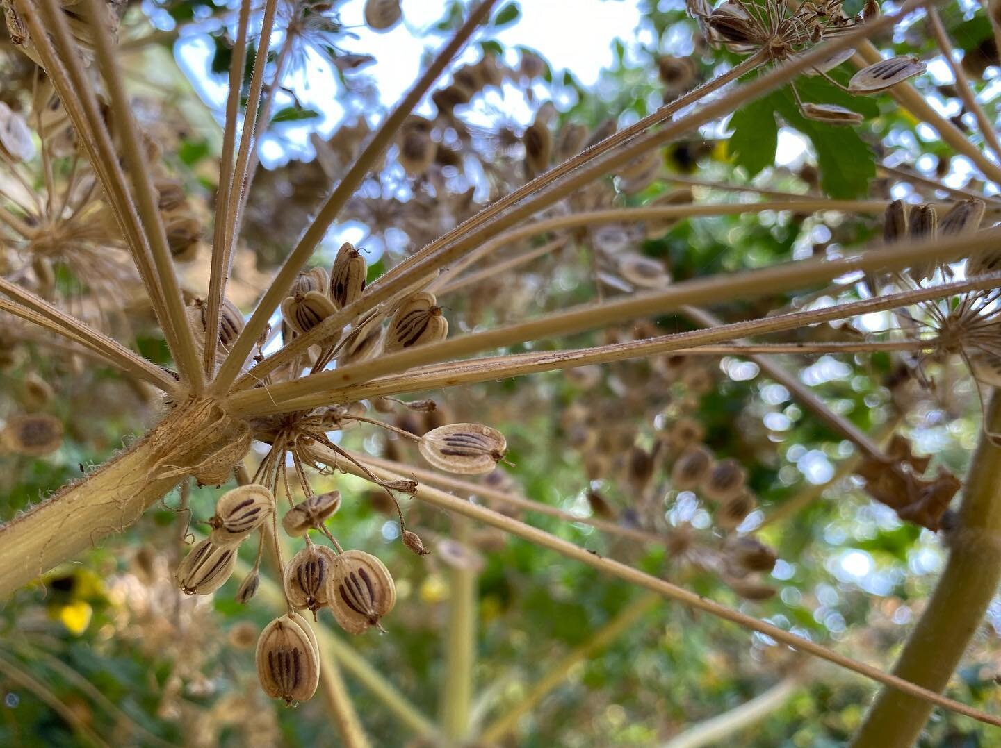 Heracleum structural superstar in senescence (2/2): once the dominant overstory showstopper, the Cow Parsnip now is a supportive understory to a Clematis tangutica &lsquo;Golden Harvest&rsquo; vine just beginning to bloom.  More seedhead drama to fol
