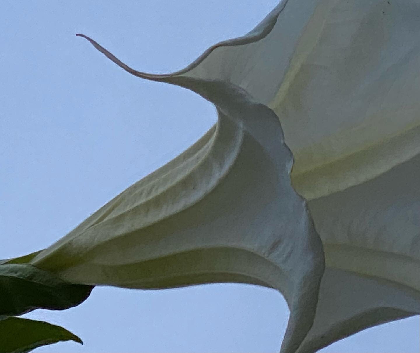 Evening blooms on the Brugmansia.  If only cameras captured scents. 
⁣
#comehither #moths #brugmansia #angelstrumpet #nightbloomer #moth #pollinators #pollinator #night #bloom #gloaming #landscape #summer #californiagardens #garden #pollinatorgarden 