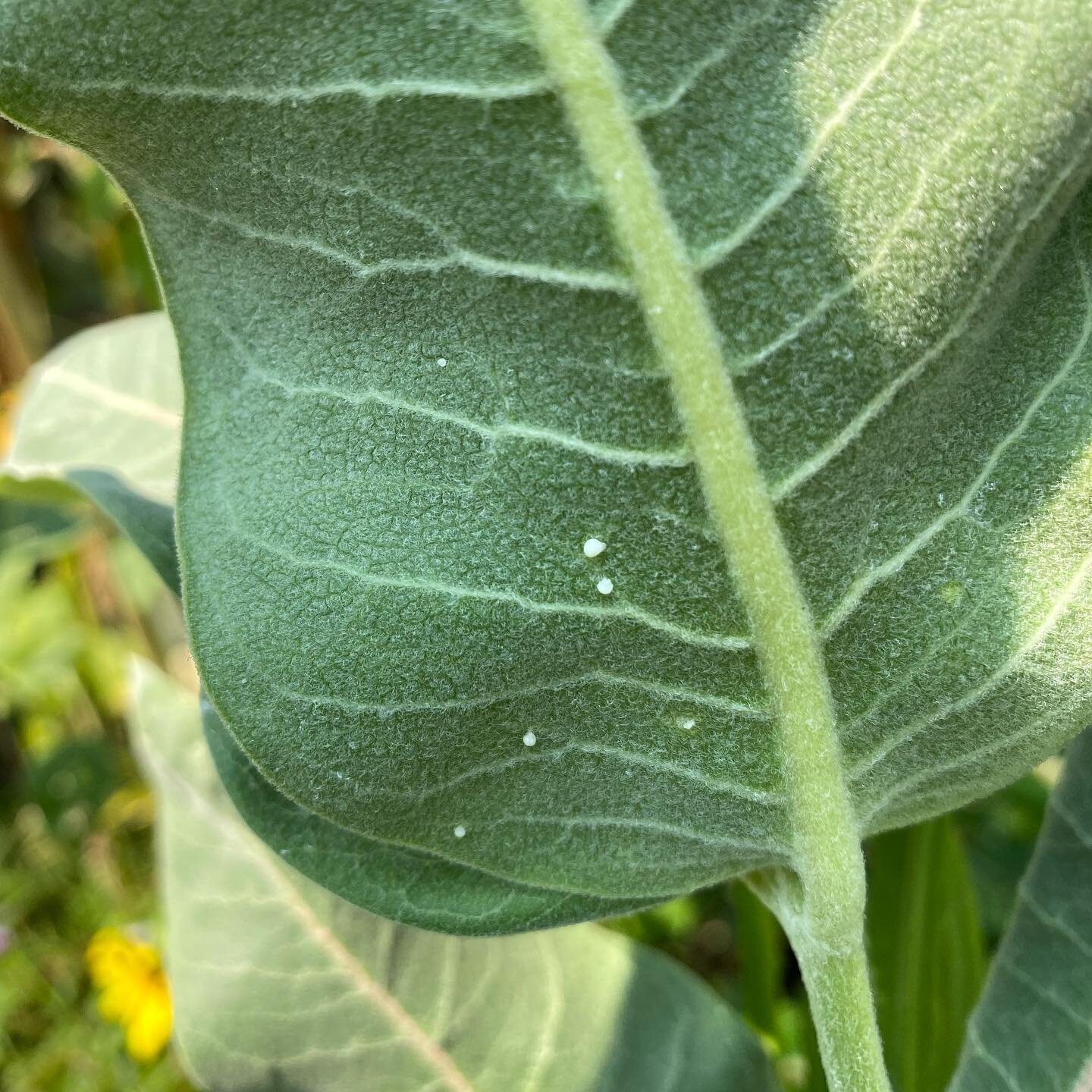 🤞 
⁣
#butterfly #egg #milkweed #asclepias #speciosa #leaf #pollinators #pollinator #landscape #summer