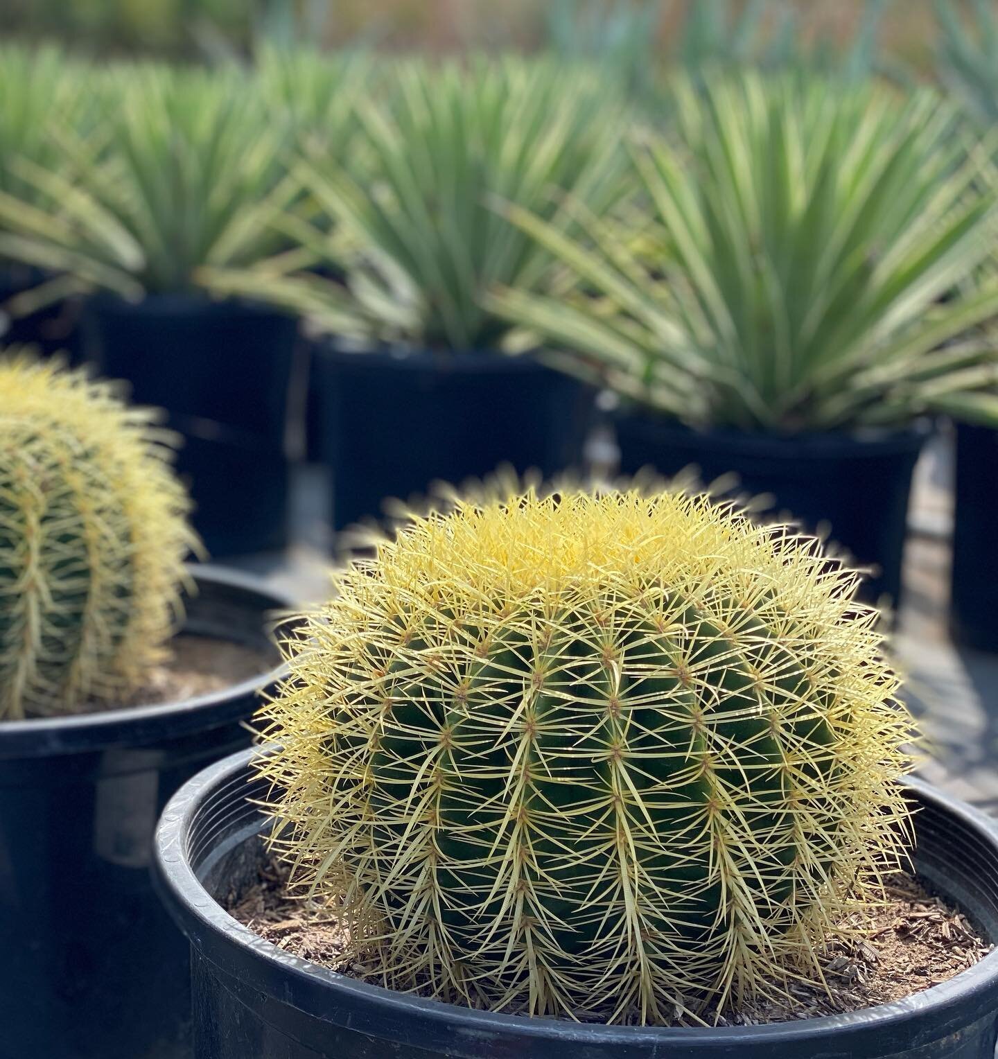 Plant selection day, scoping out barrel cactus and agave for the droughtful landscape - always enjoyable, never prickly at @vine.and.branch nursery. 
⁣
#barrelcactus #echinocactus #agave #xeriscape #drought #plants #plantingdesign #landscape #landsca