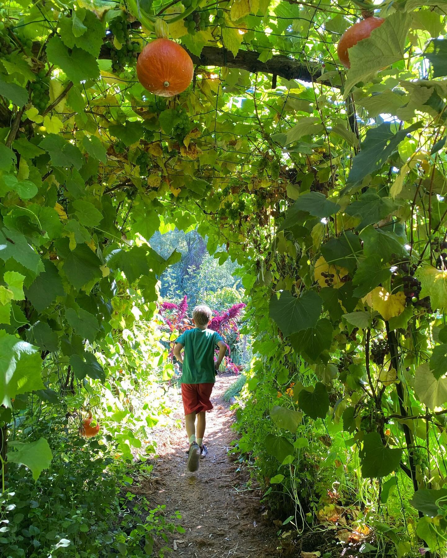 An irresistible squash tunnel in early autumn light, an elemental expression of prospect-and-refuge, mystery, play, and utility through the purposeful wildness of an edible landscape.  The garden at Wild Flour Bread in Freestone provides produce for 