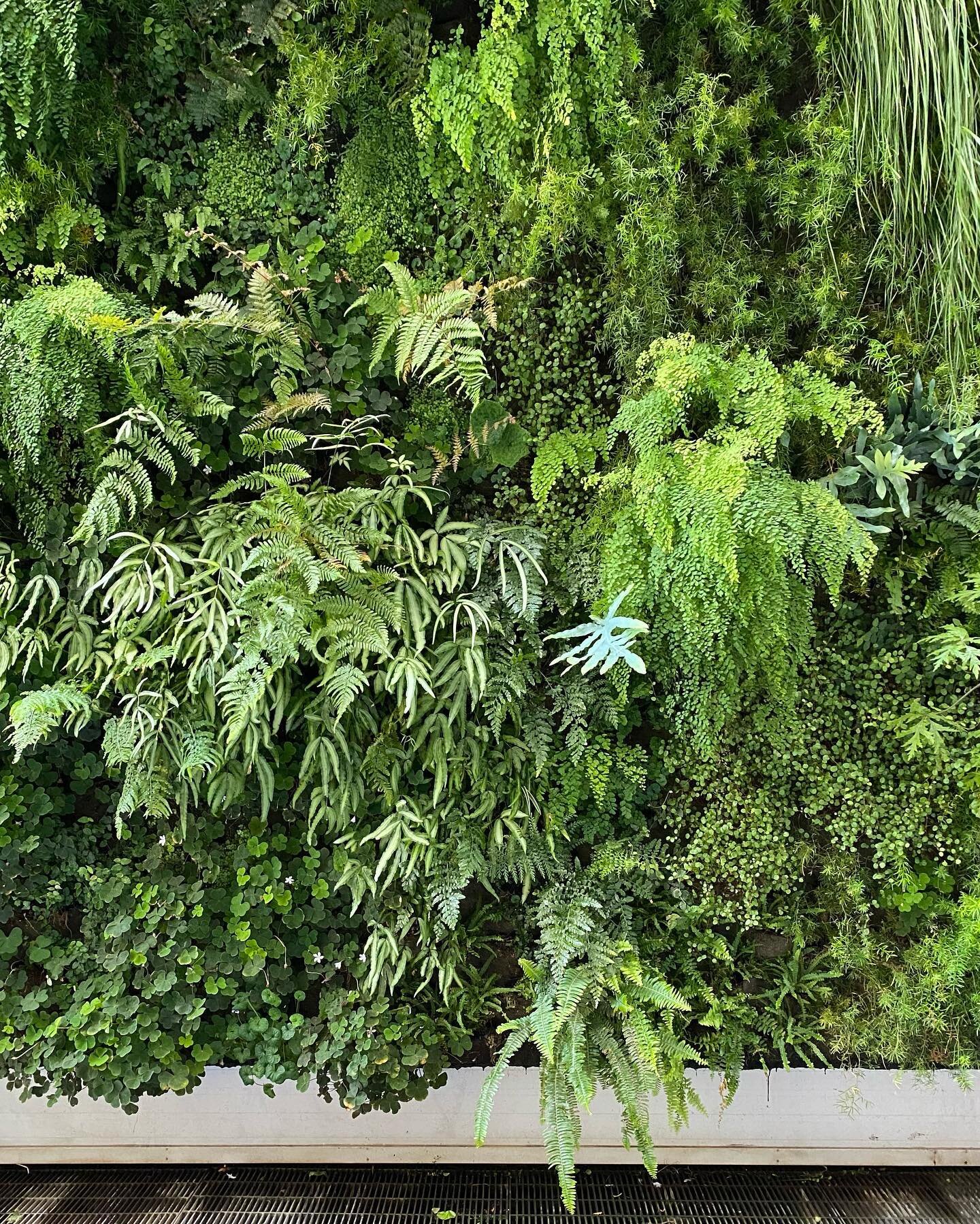 A stop by the living wall is a key part of any visit to @sfmoma for me - in addition to being a mid-gallery exterior breather, the diverse plant palette by @habitat_horticulture constantly shifts and sashays.  The ferns are always vivid and refreshin