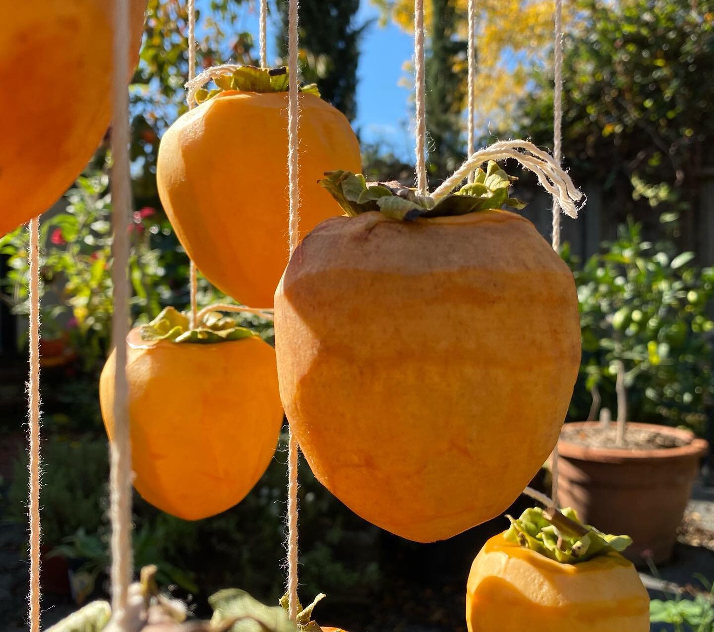 &lsquo;Tis the season for persimmon harvesting again, with a hearty crop this year on the Hachiya tree.  Dried Hoshigaki-style dried for these early ones, an impatient foot-tapping wait for the flavor-bomb gelatinous goo of the later ones. 
⁣
#persim