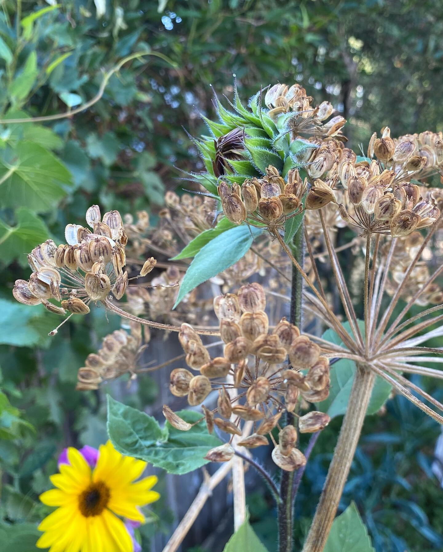 Heracleum structural superstar in senescence (1/2): dried stalks and star-burst seedheads lending support to sunflowers emerging into a maturing summer. 
⁣
Southern outpost of #heracleumappreciationsociety reporting in.
⁣
#heracleum #heracleumlanatum