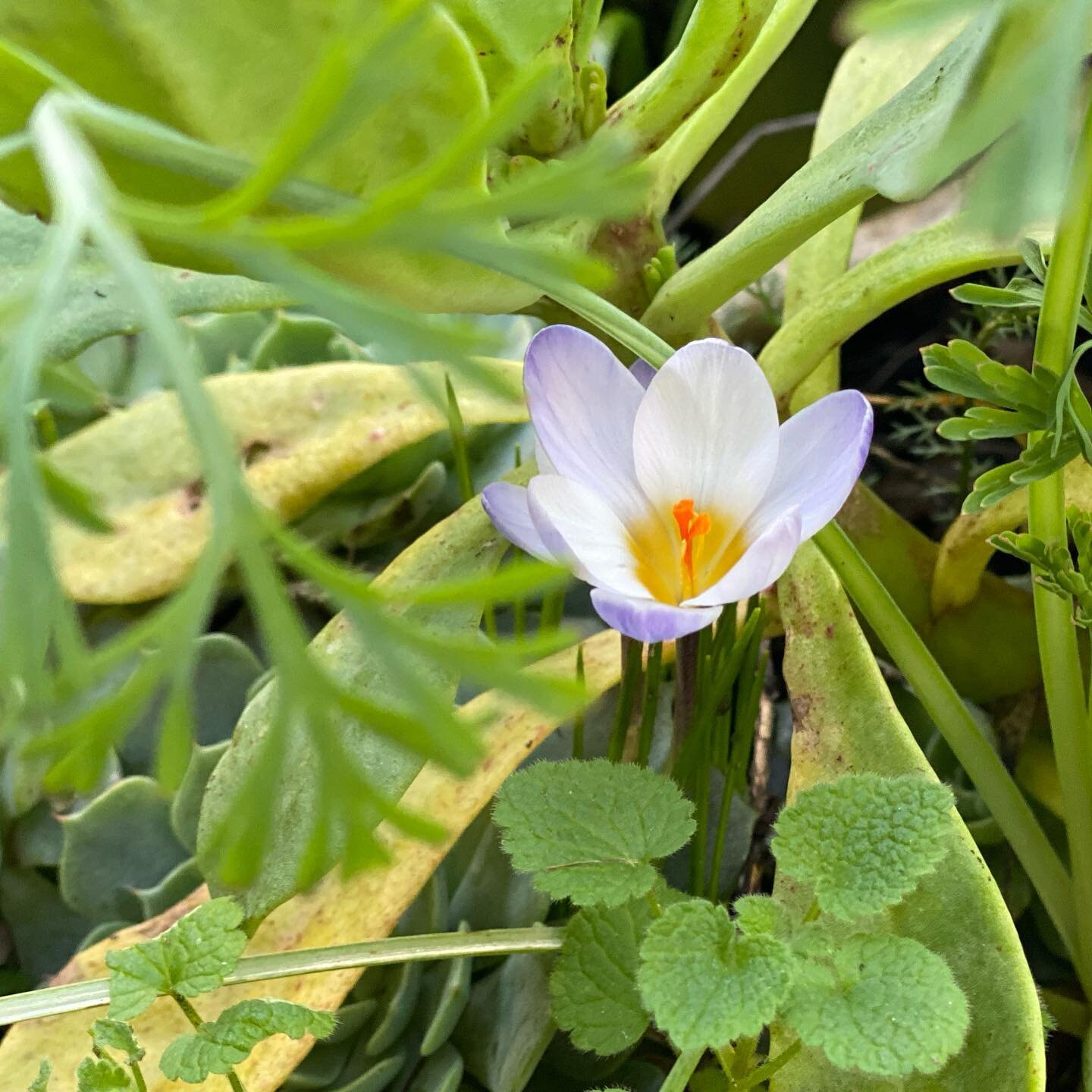 Midwinter crocus teasing the lengthening daylight through the Echeveria, mints, and poppies. 
⁣
#crocus #bloom #bulb #echeveria #succulent #california #poppy #eschscholziacalifornica #midwinter #landscape #green #lush #foliage #leaves #flowers #lands