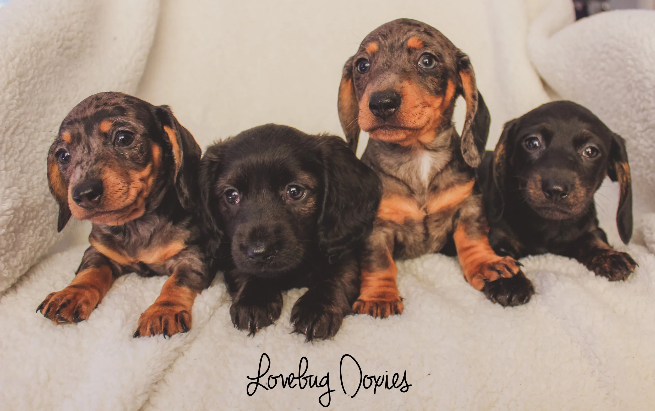 The Q Litter