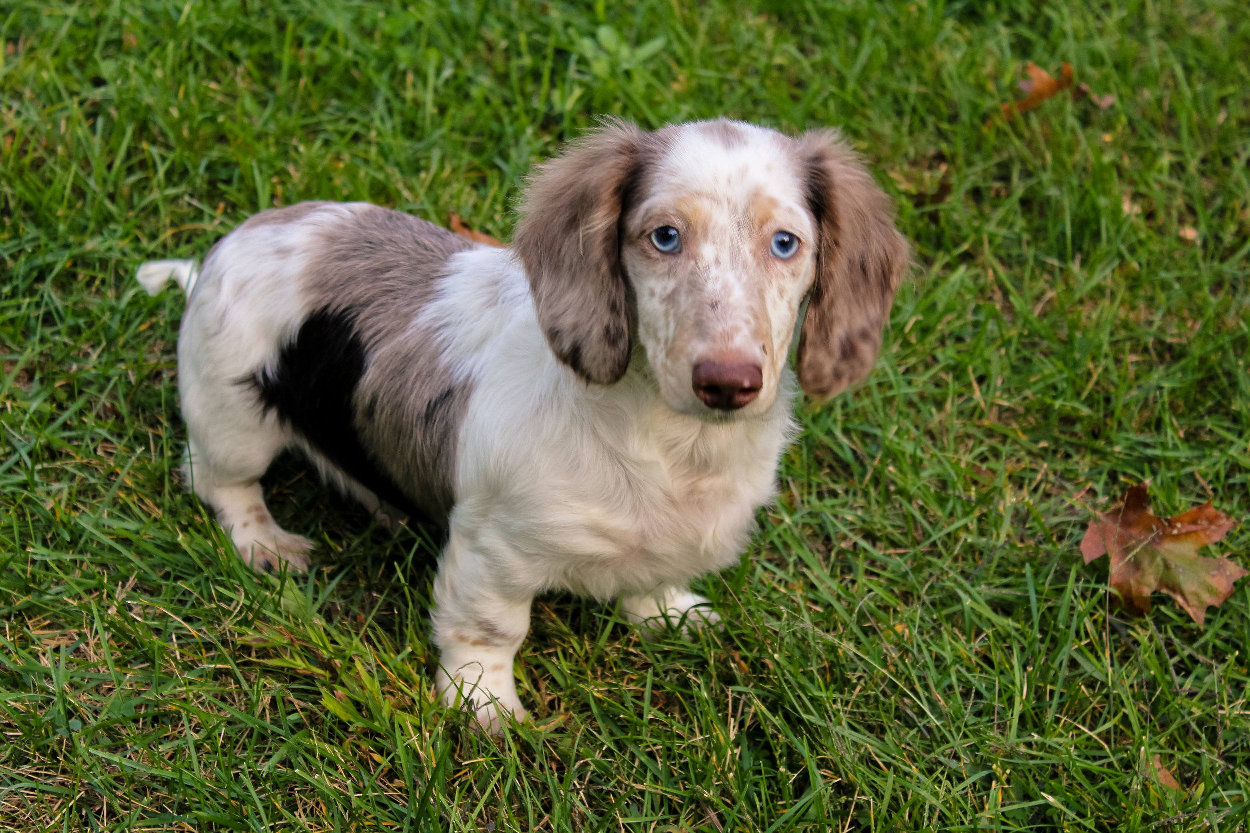 Doxies-585.jpg