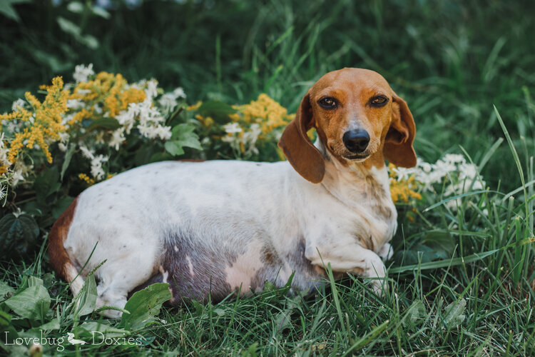 Lovebug’s Ginger Snap 