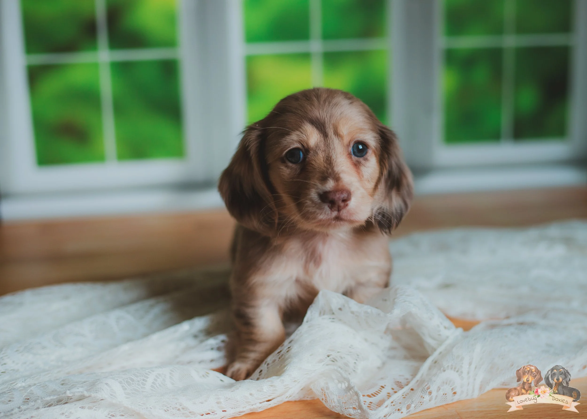 Veruca