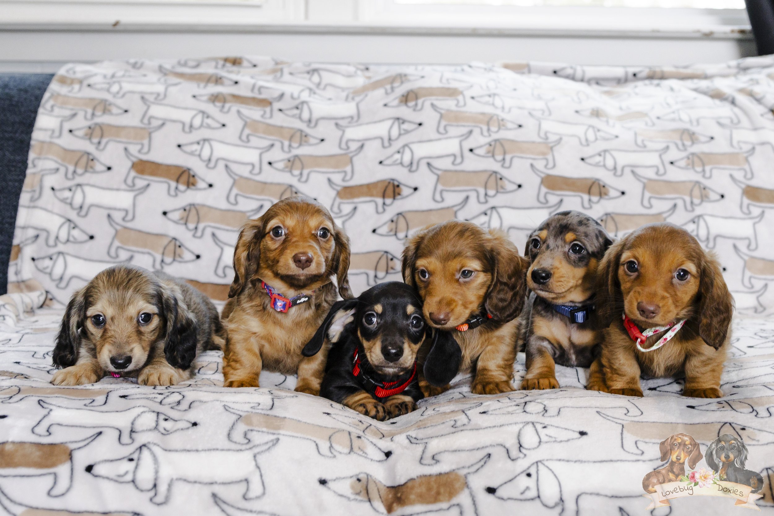 The Specialty Pizza Litter Week 7