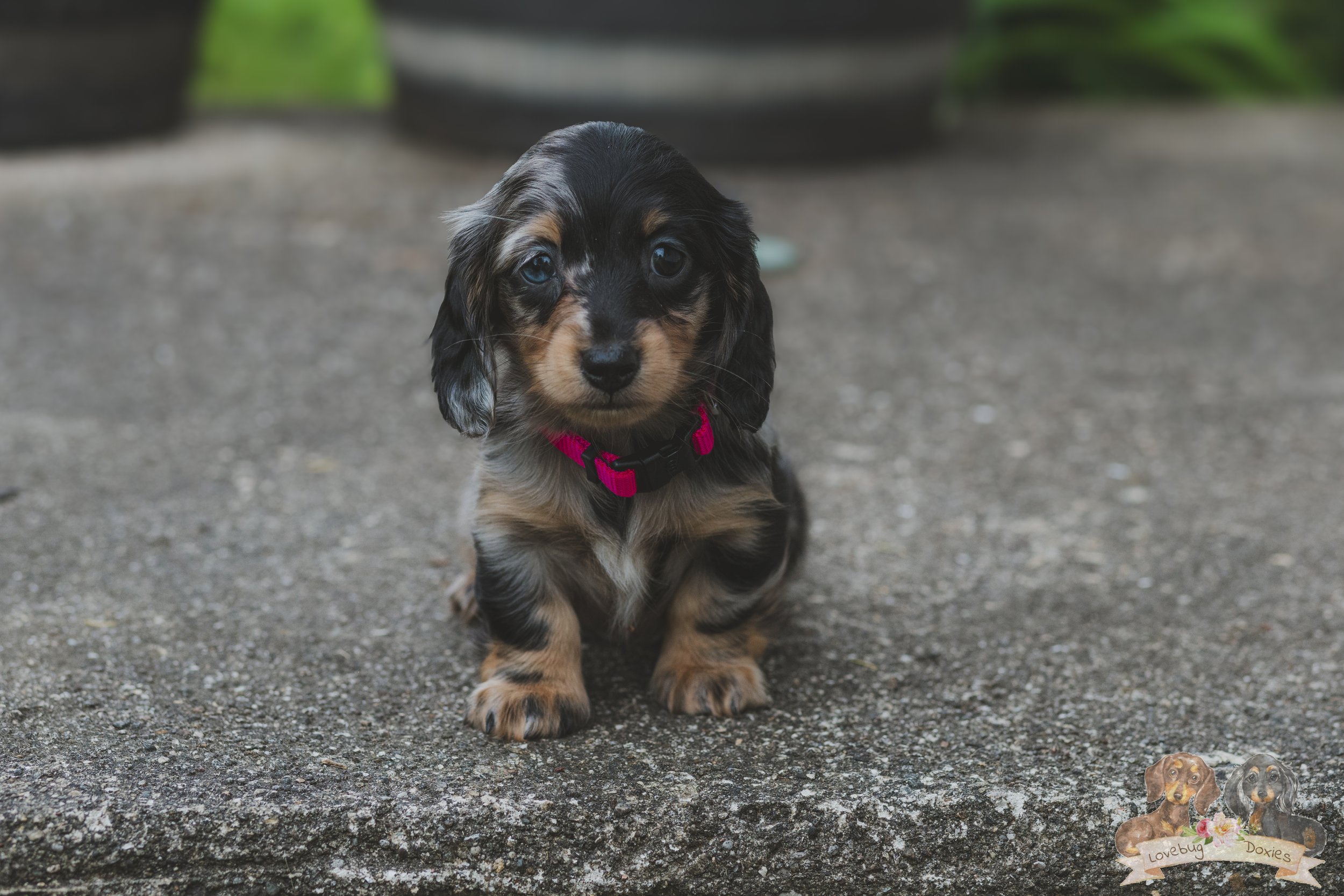 Tina