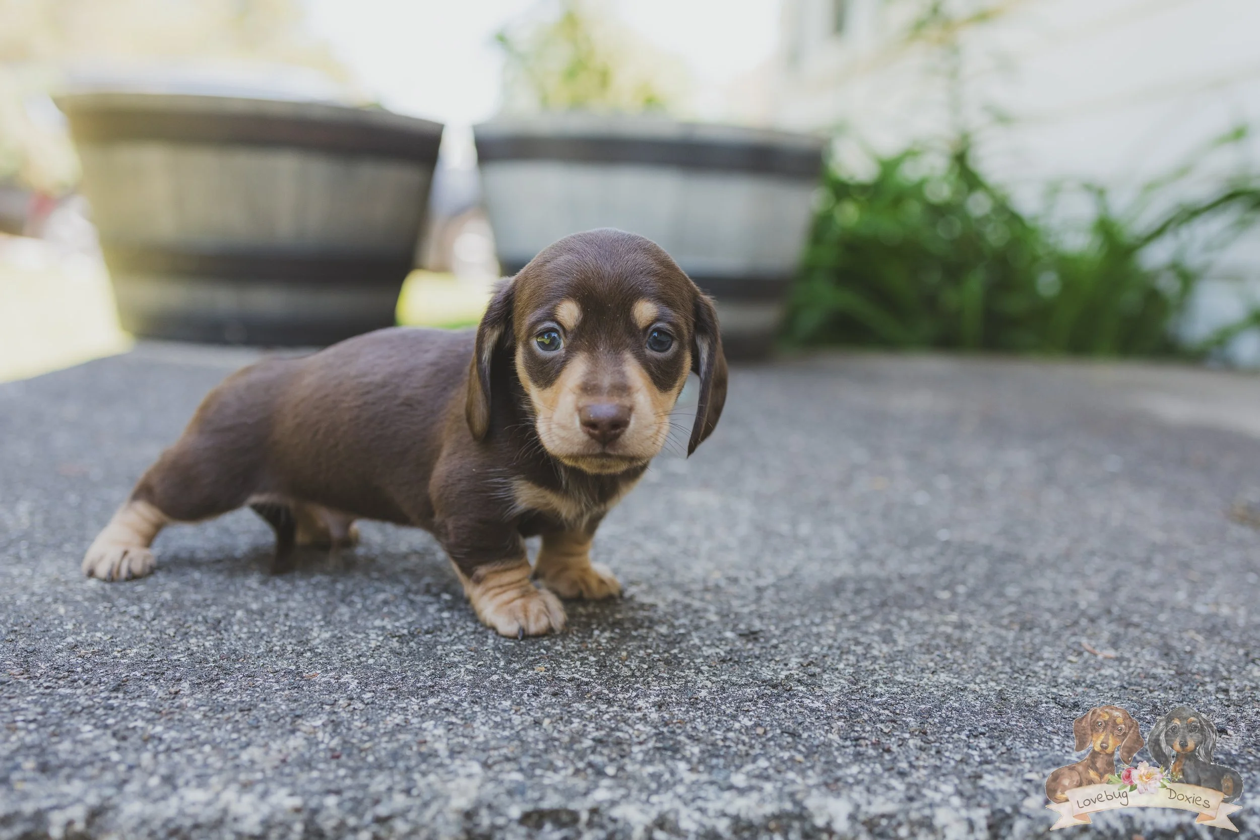 Kielbasa