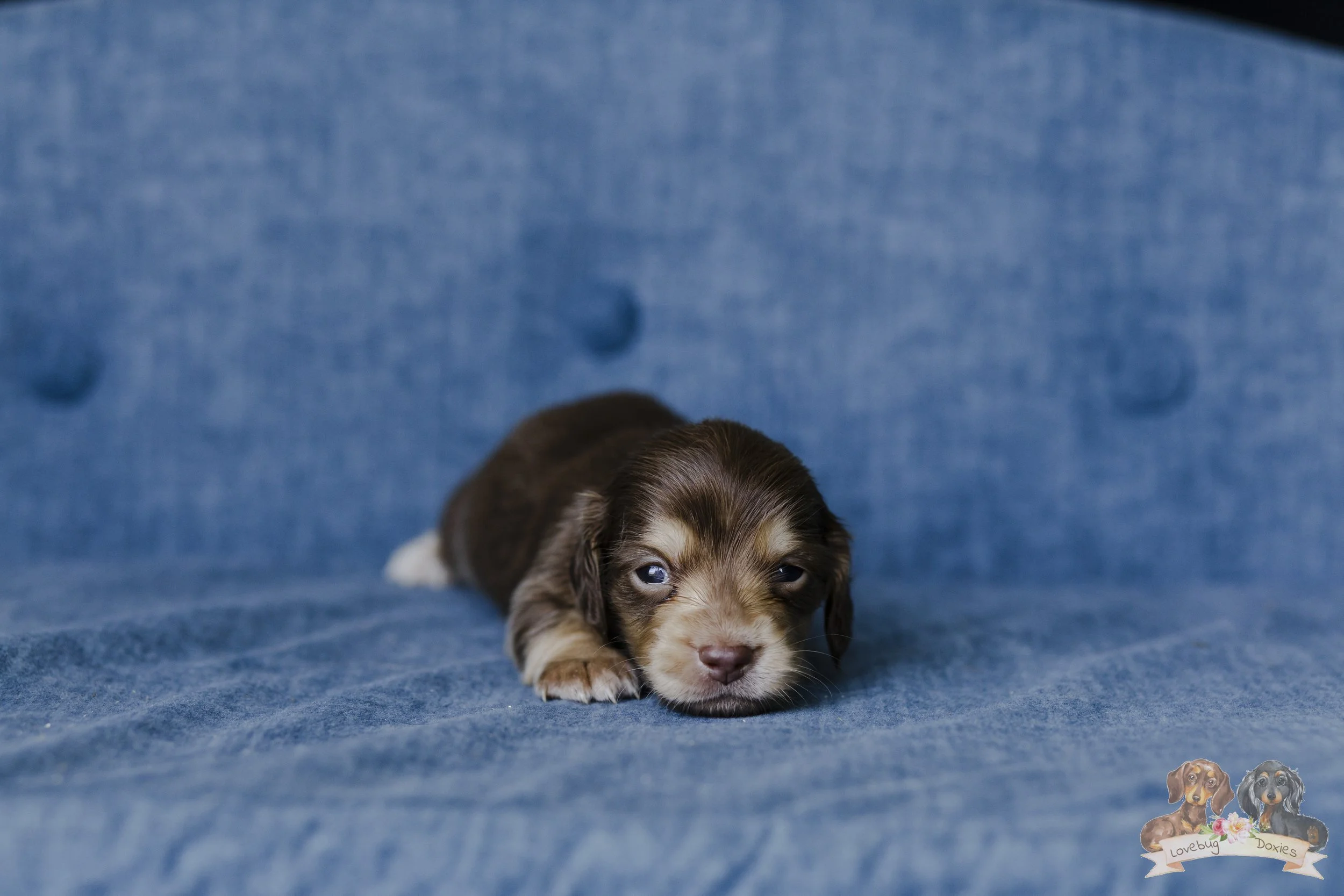 Figueroa