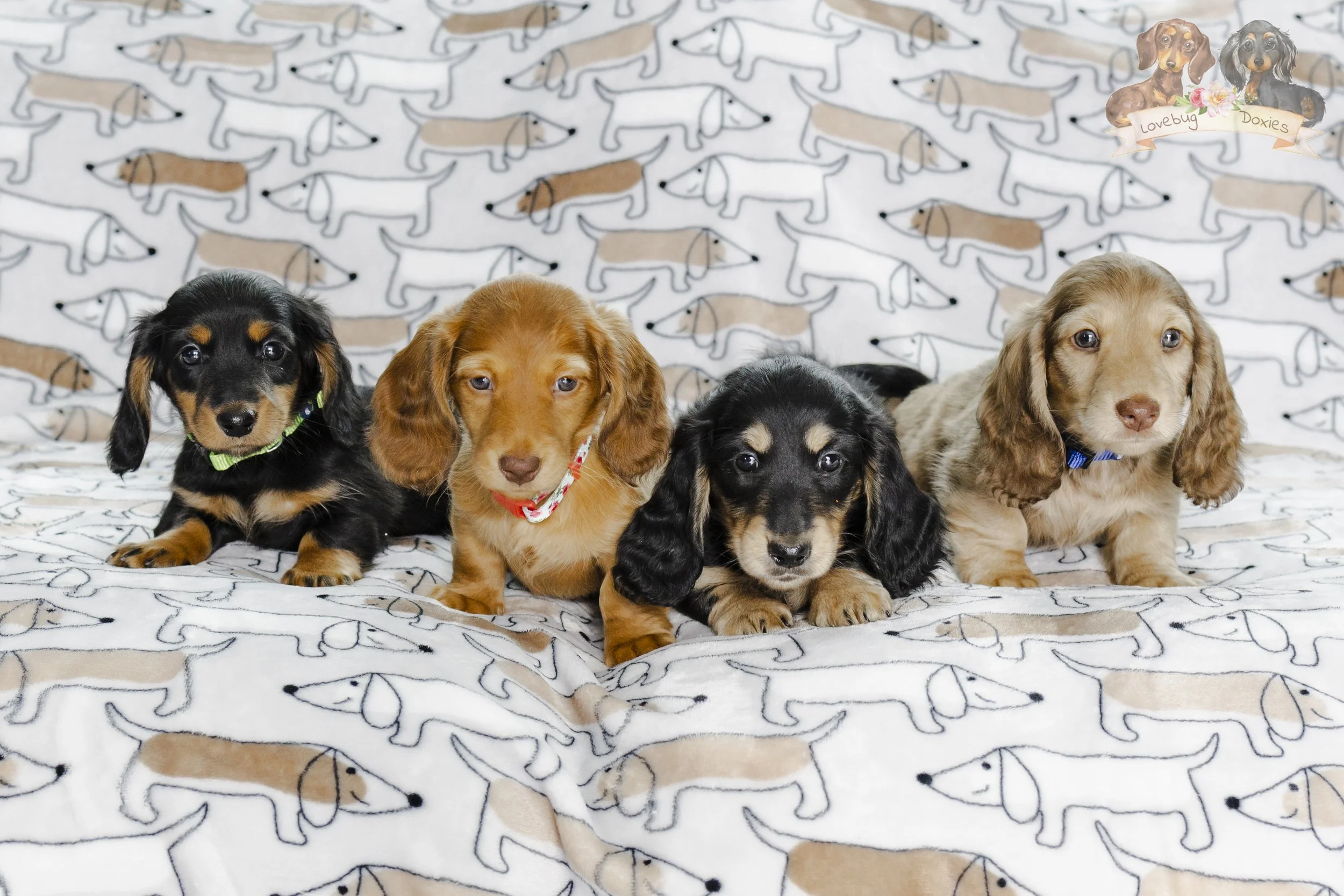 The First Snow Week 7