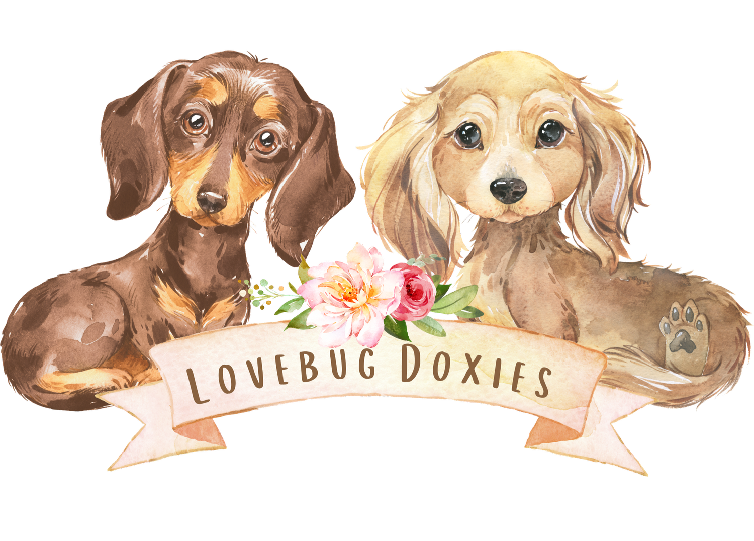 Lovebug Doxies