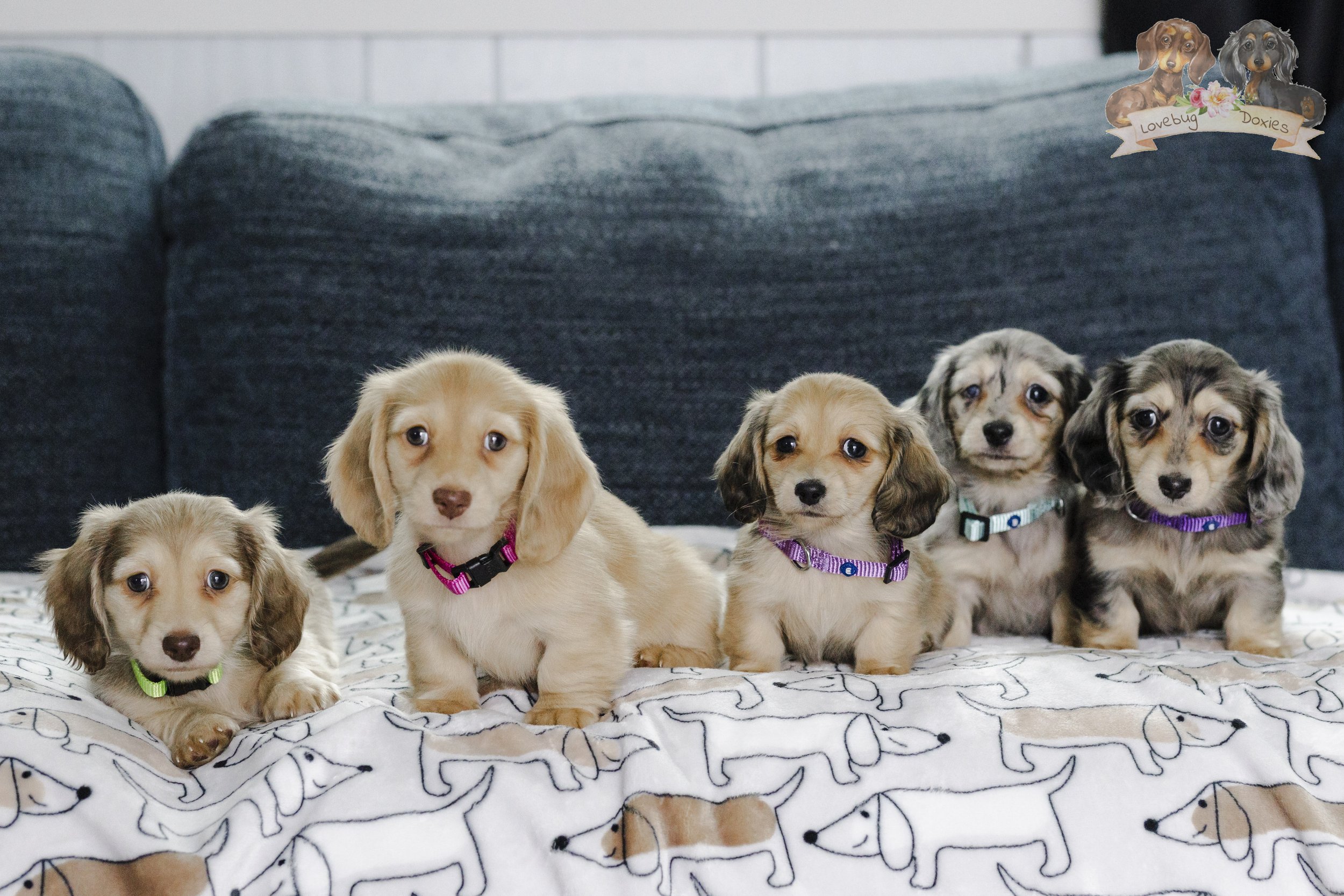 The Nevermore Academy Litter Week 7