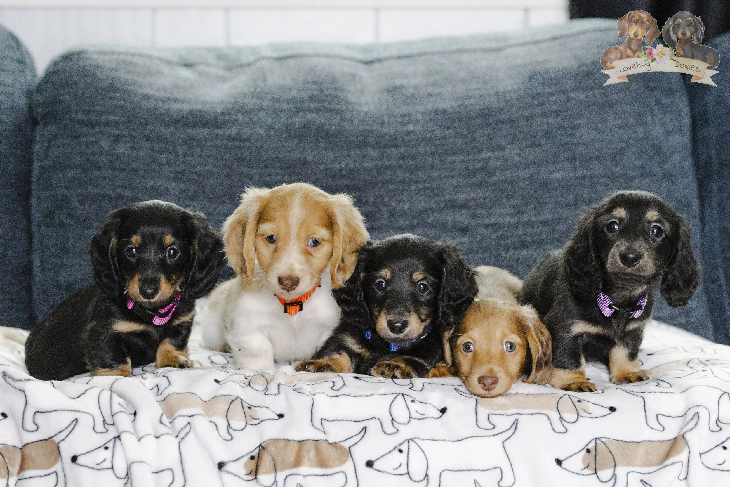 The Monster Mash Litter Week 7