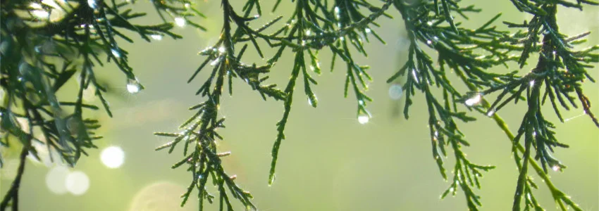 A Sabbath Reflection