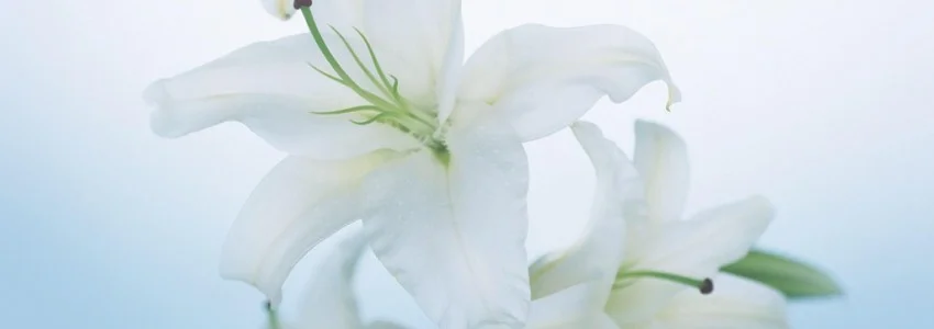 A Life Inside Out: Finding the Goodness of God in It All