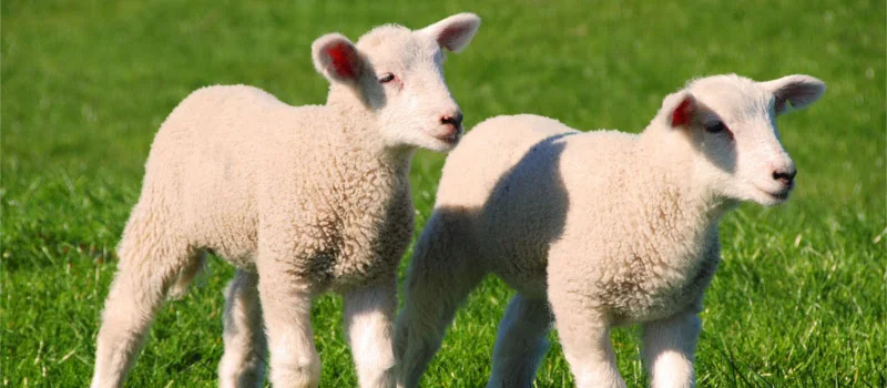 God's Mark on His Sheep
