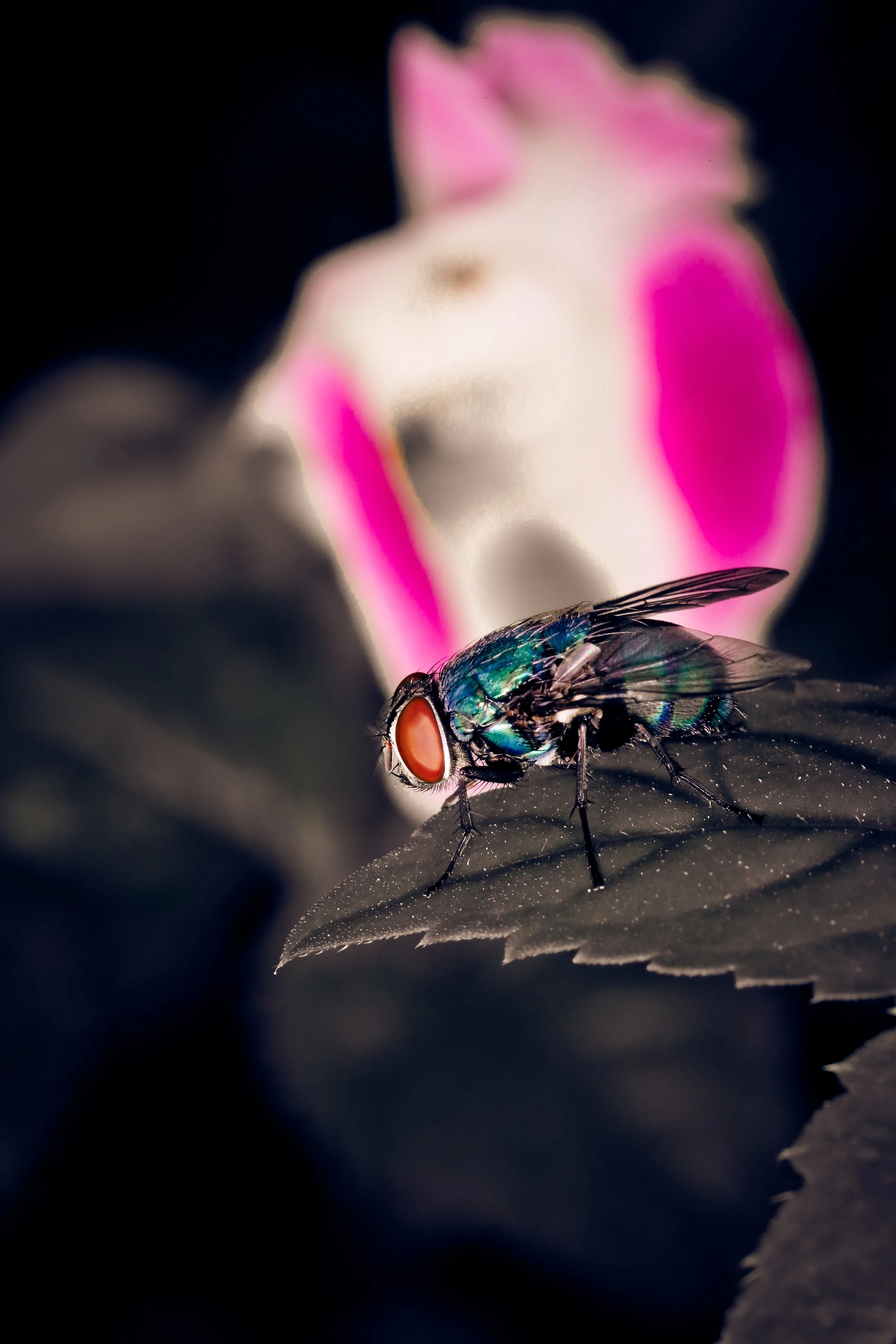 Being a Fly on the Wall