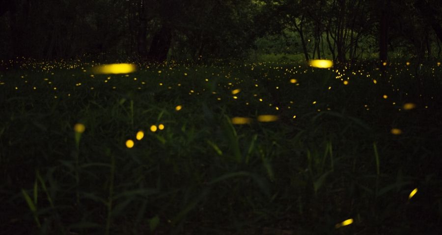 Fireflies
